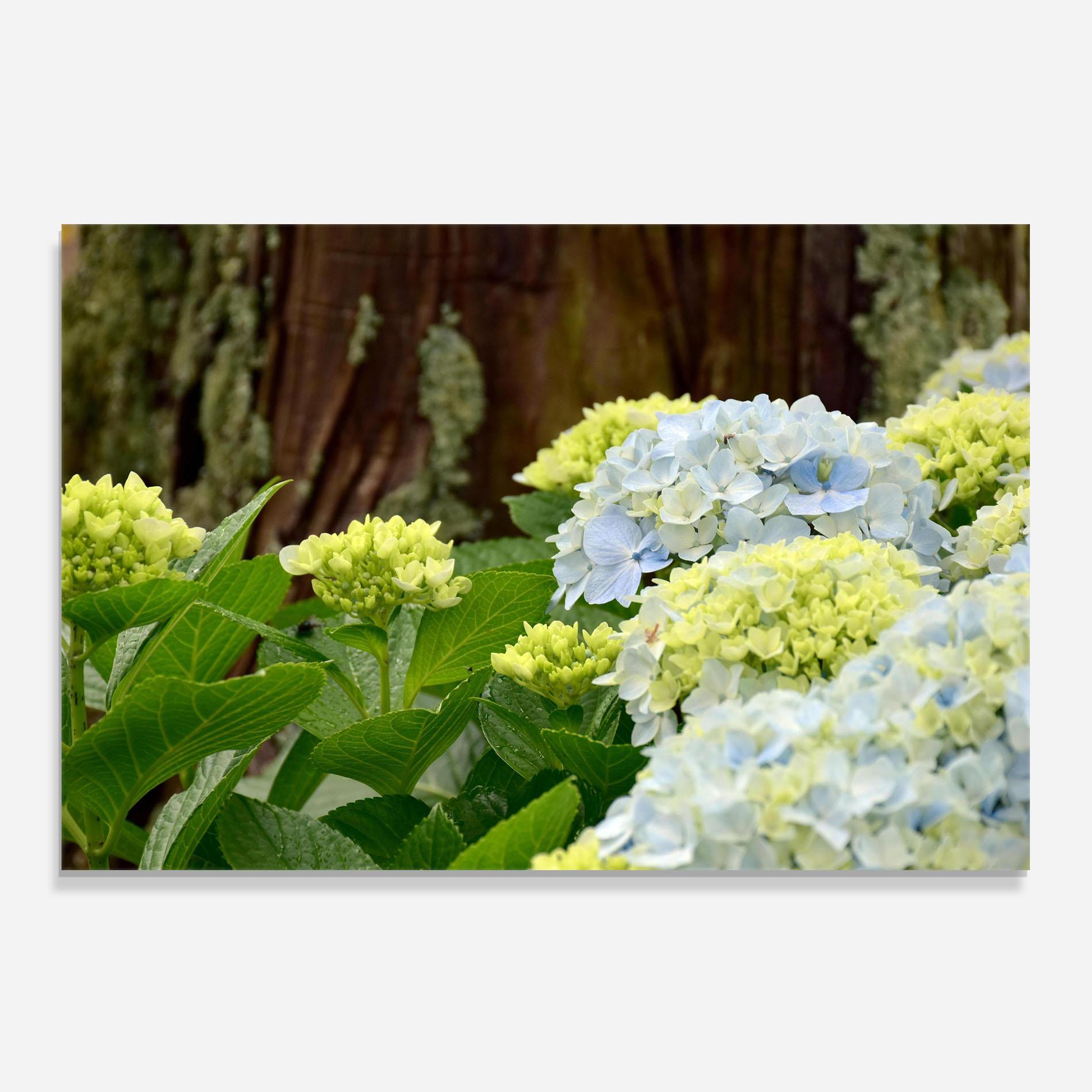 Küchenrückwand Glas Wild Tree Flower mockup 0