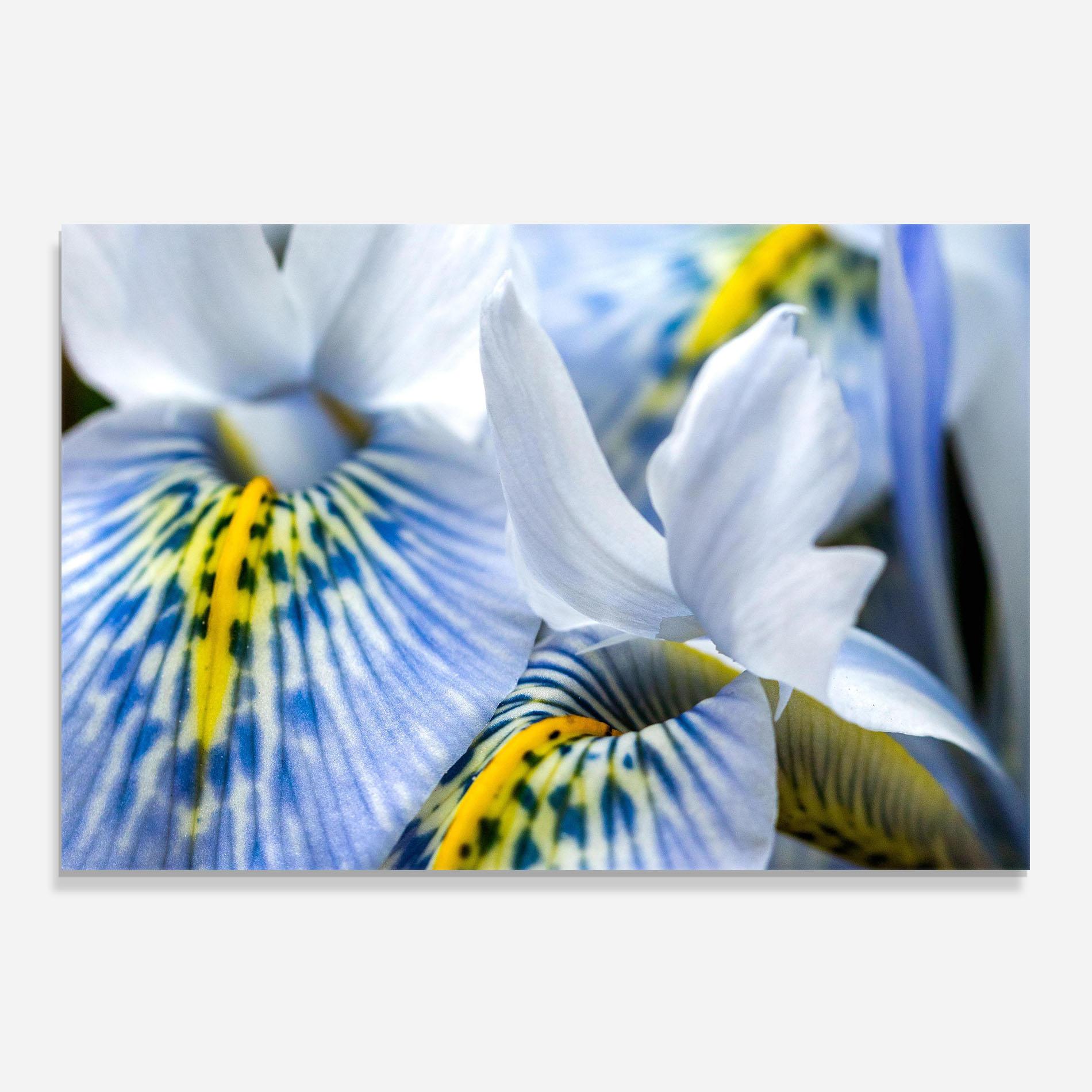 Küchenrückwand Glas Blue Yellow Iris mockup 0