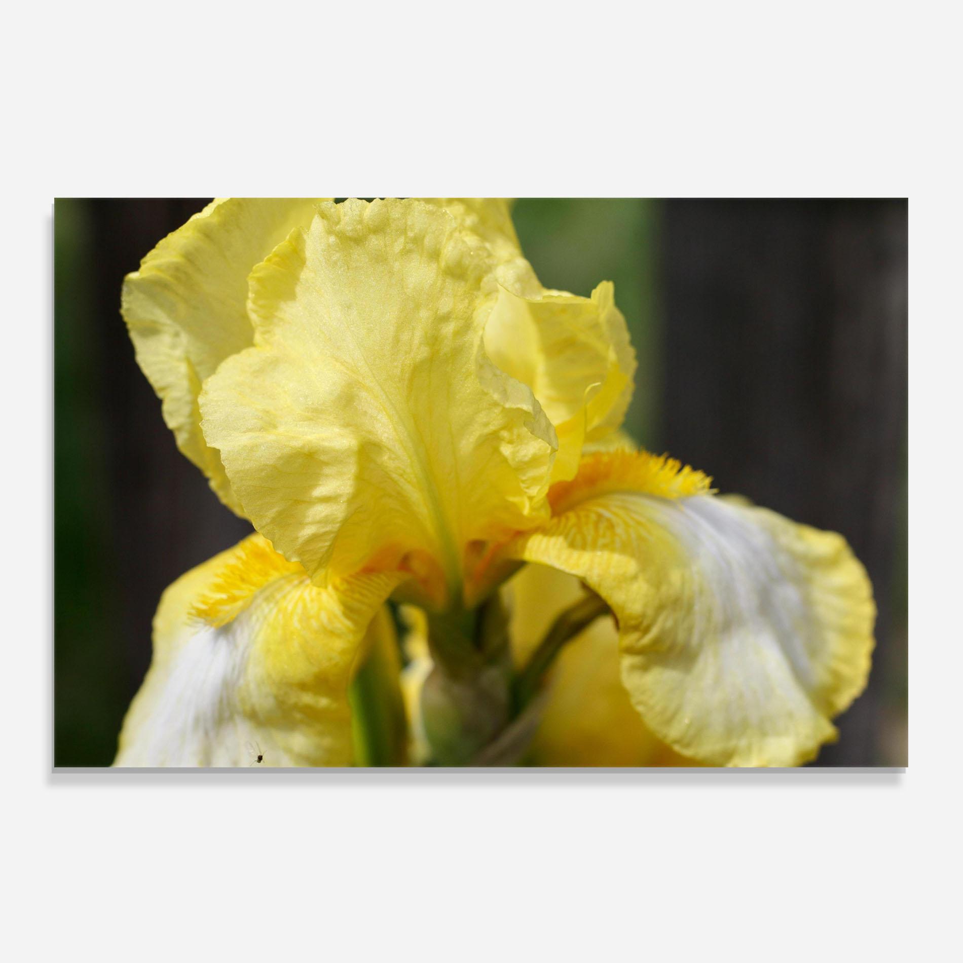 Küchenrückwand Glas Garden Yellow Iris mockup 0