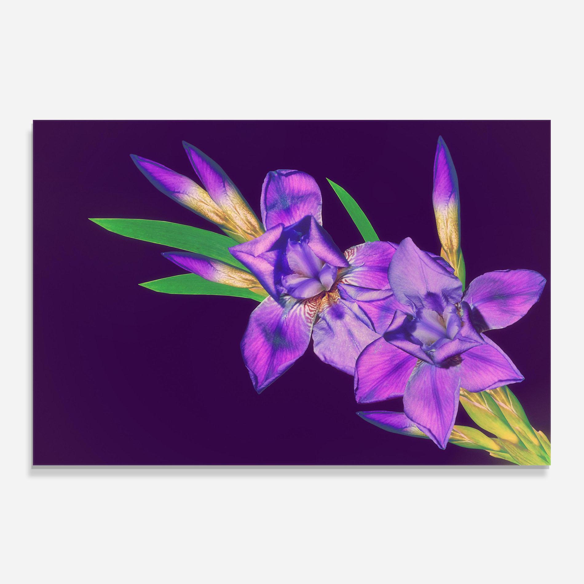 Küchenrückwand Glas Iris On Purple mockup 0