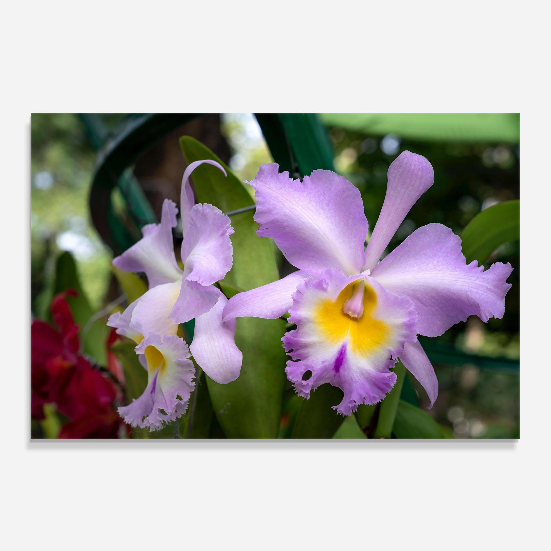 Küchenrückwand Glas Light Purple Iris mockup 0