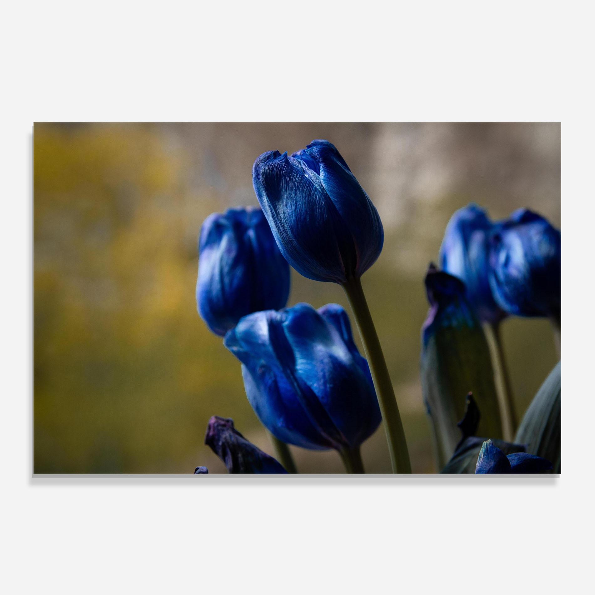 Küchenrückwand Glas Blue Tulips mockup 0