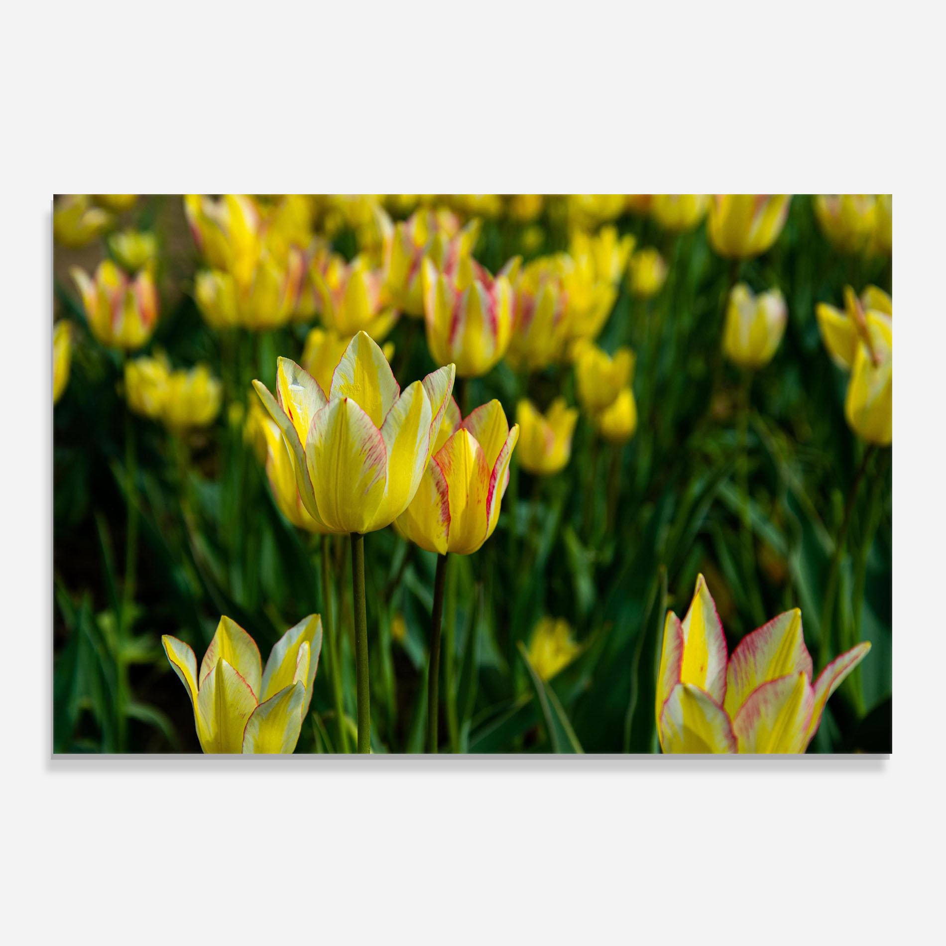 Küchenrückwand Glas Light Yellow Tulips mockup 0