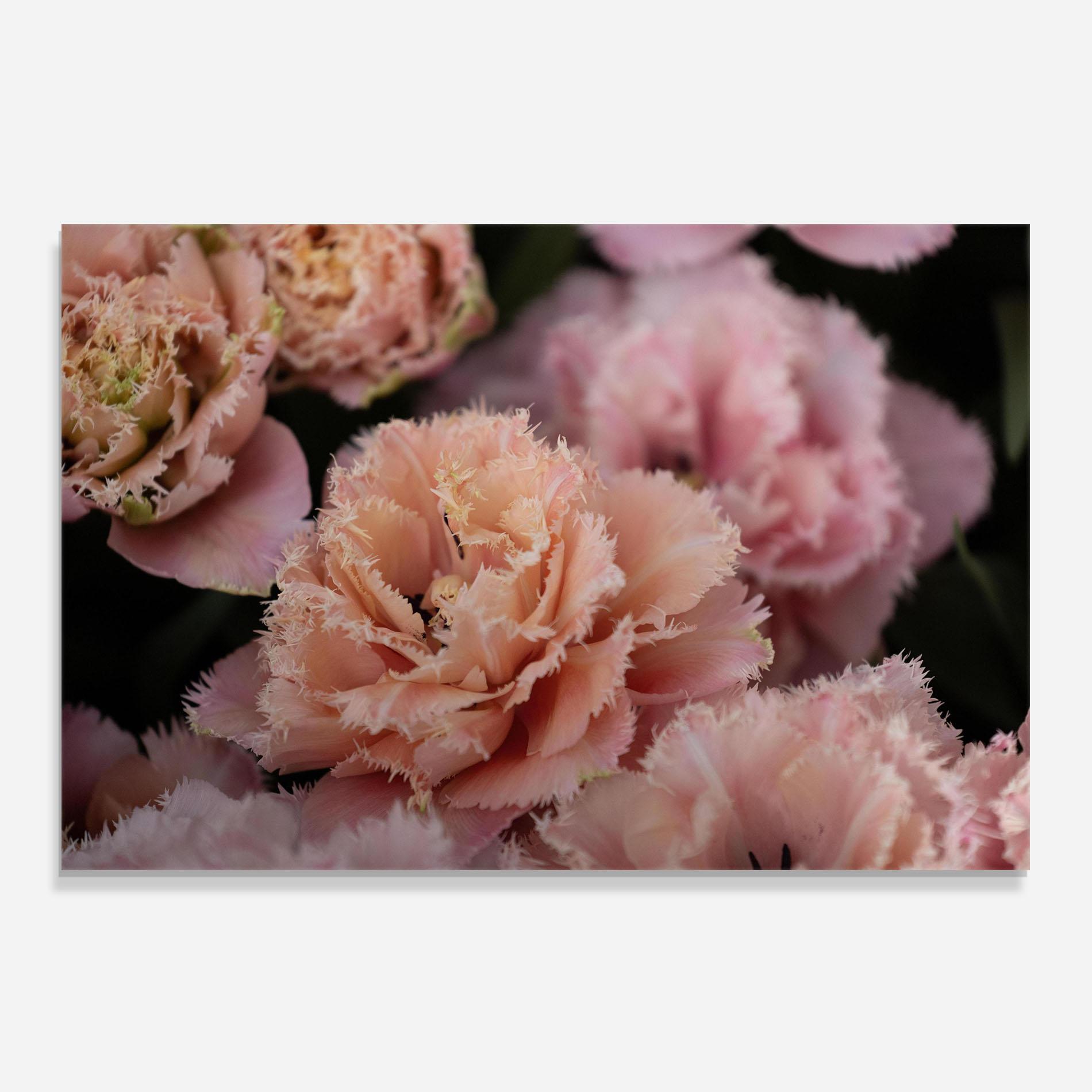 Küchenrückwand Glas Pastel Fringed Tulips mockup 0