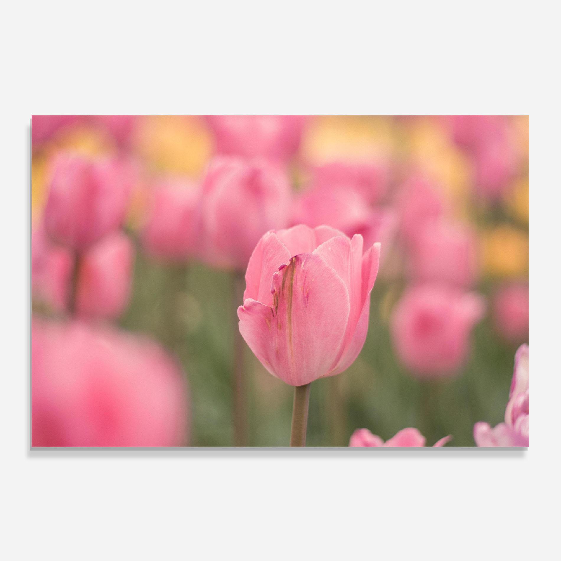 Küchenrückwand Glas Pastel Tulips In Garden mockup 0