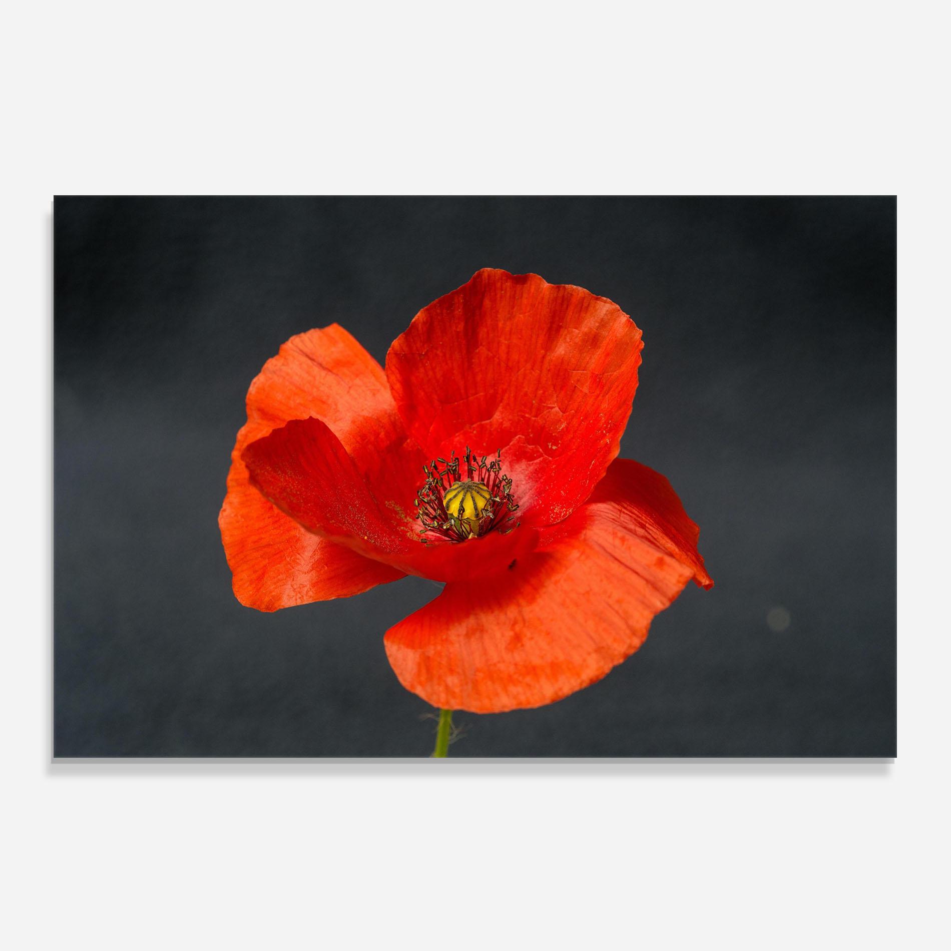 Küchenrückwand Glas Light Red Poppy mockup 0