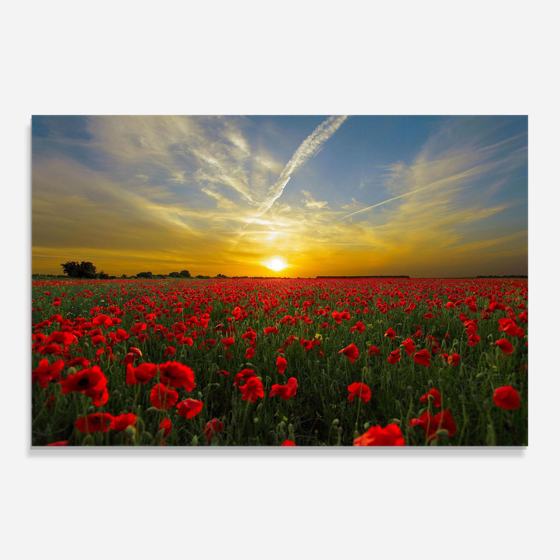 Küchenrückwand Glas Poppies Sunset mockup 0