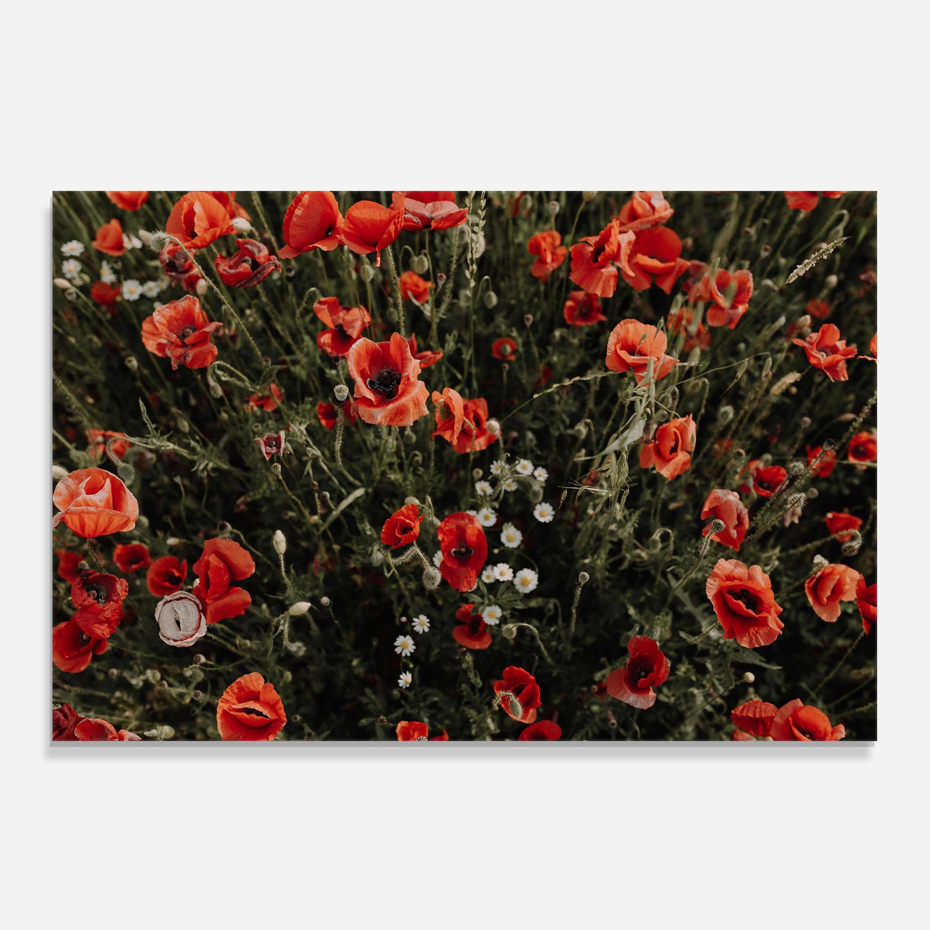 Küchenrückwand Glas Pretty Poppies Field mockup 0
