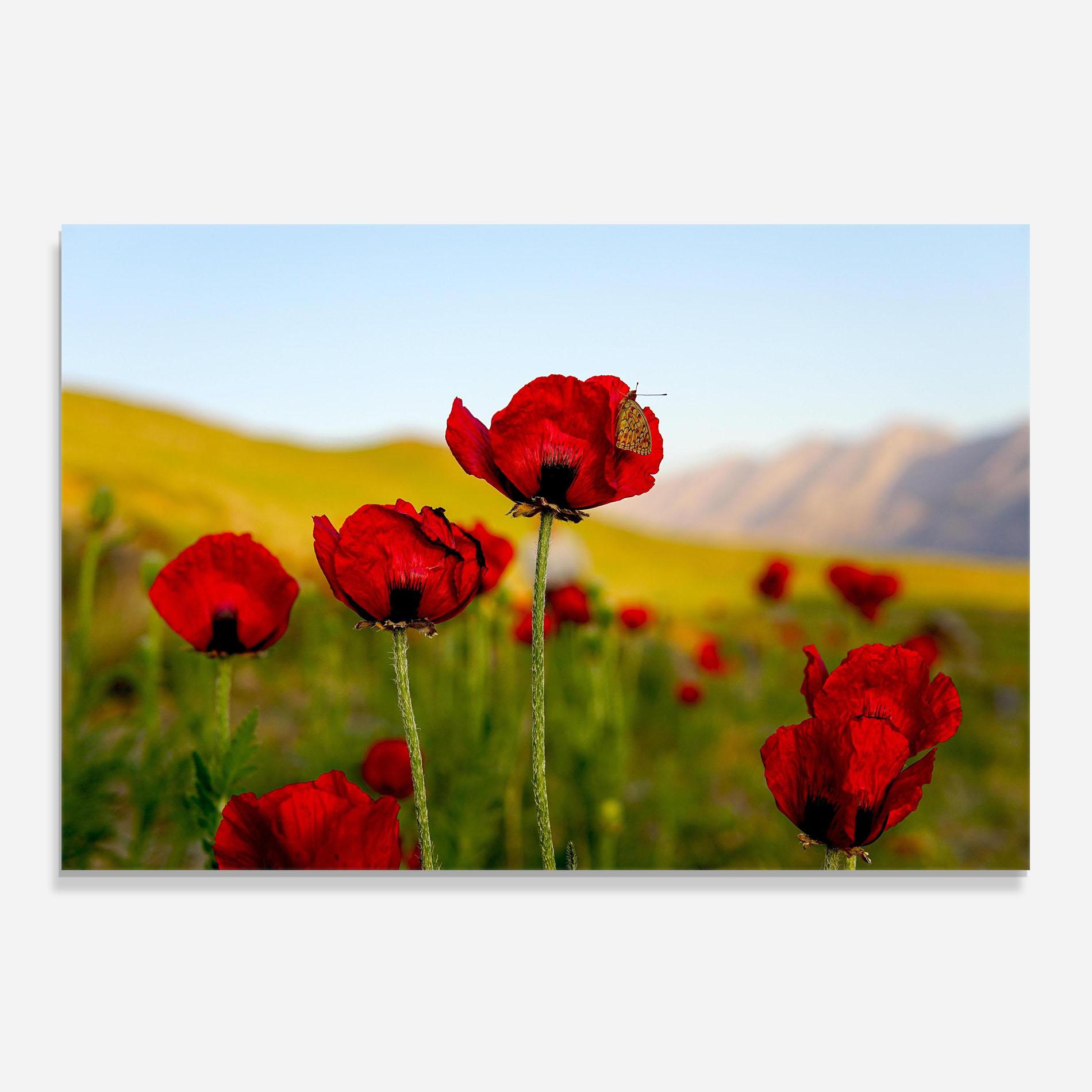Küchenrückwand Glas Wild Beautiful Poppies mockup 0