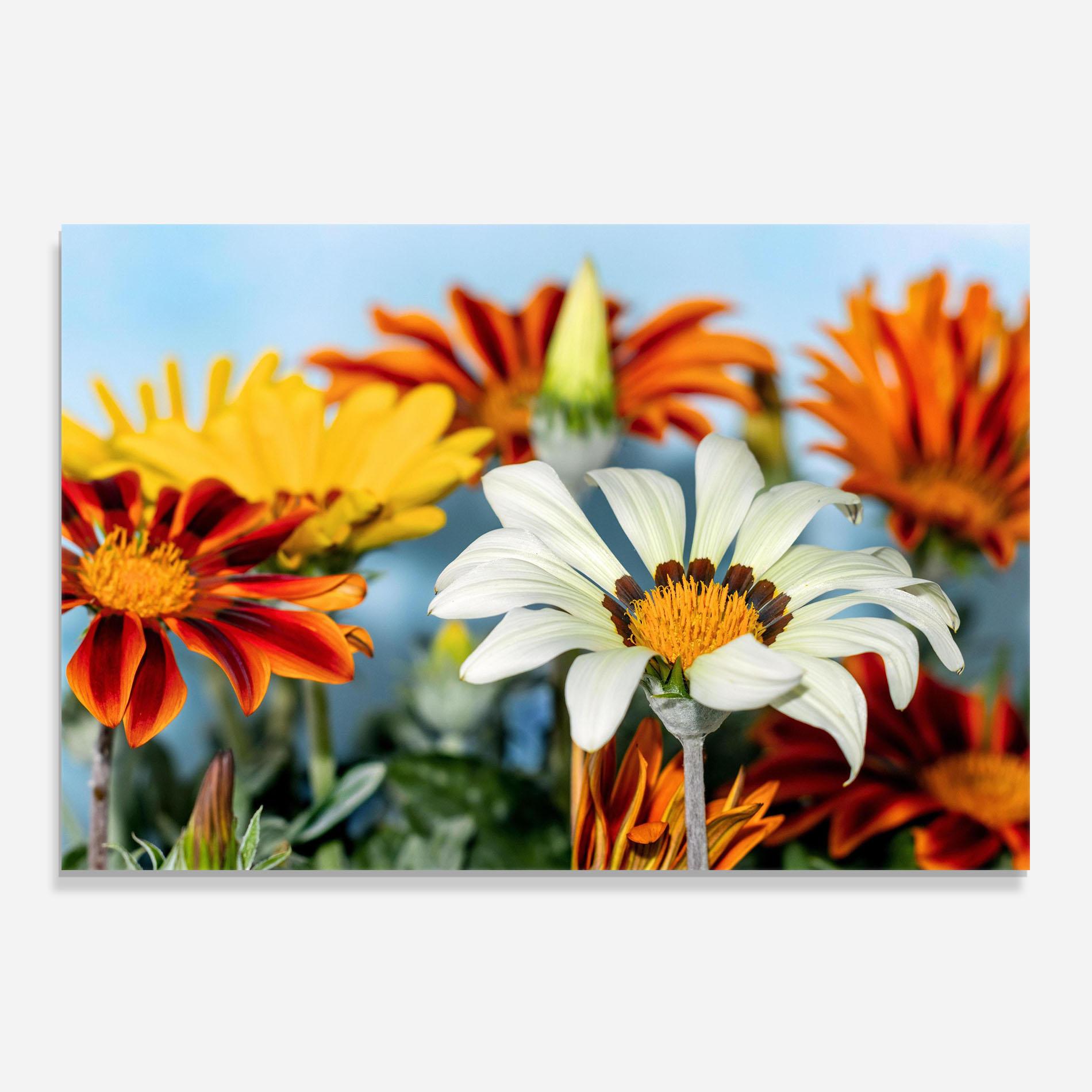 Küchenrückwand Glas Color Mix Daisy mockup 0