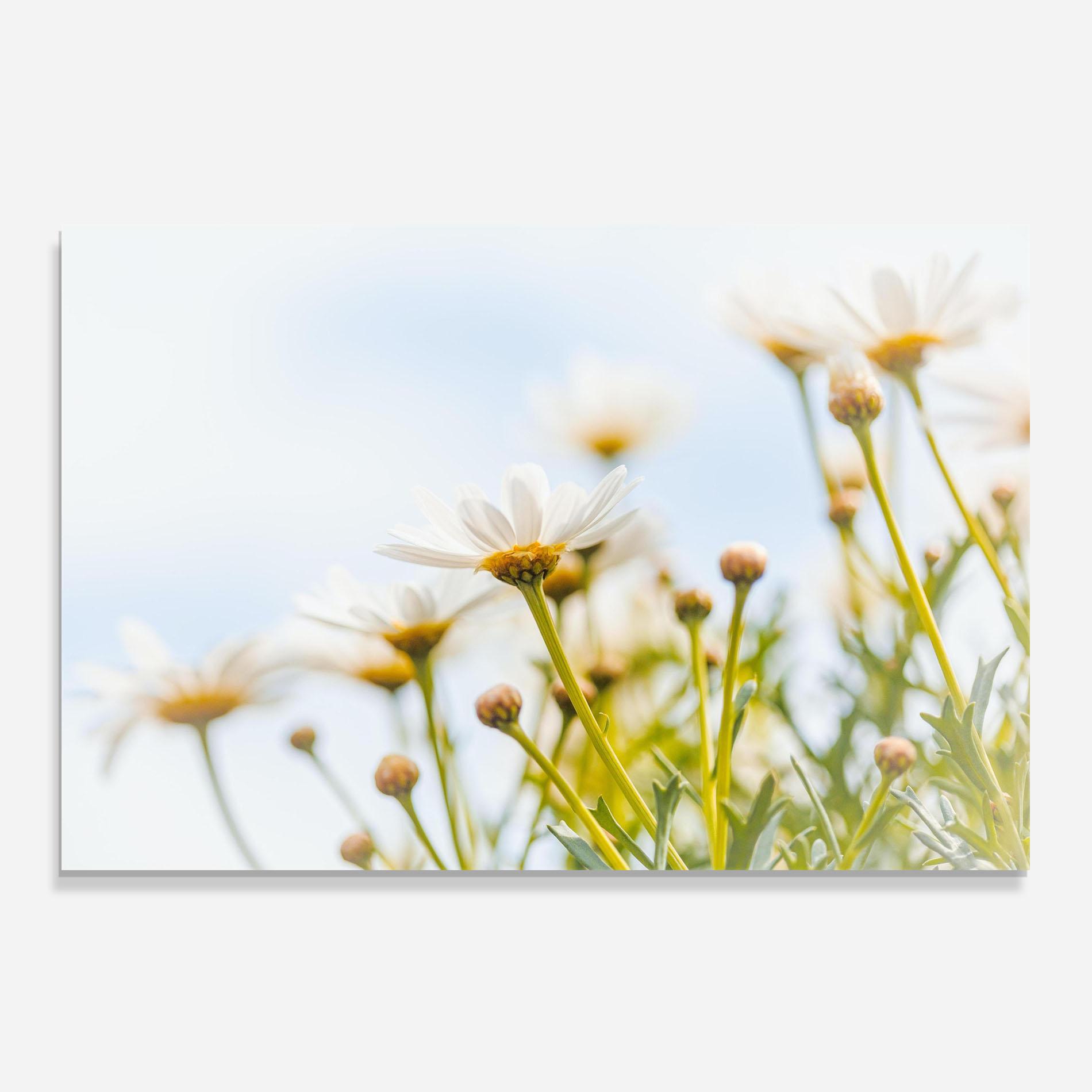 Küchenrückwand Glas Dreamy Daisy mockup 0