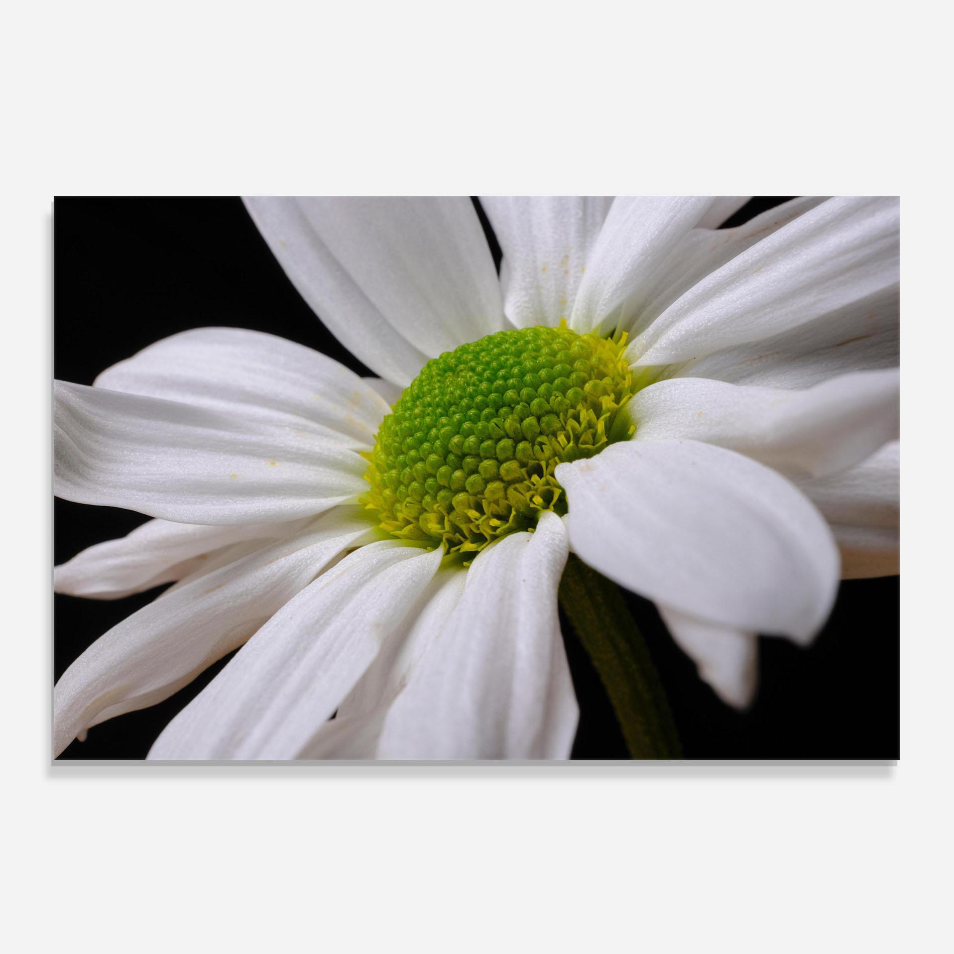 Küchenrückwand Glas Green Middle Daisy mockup 0