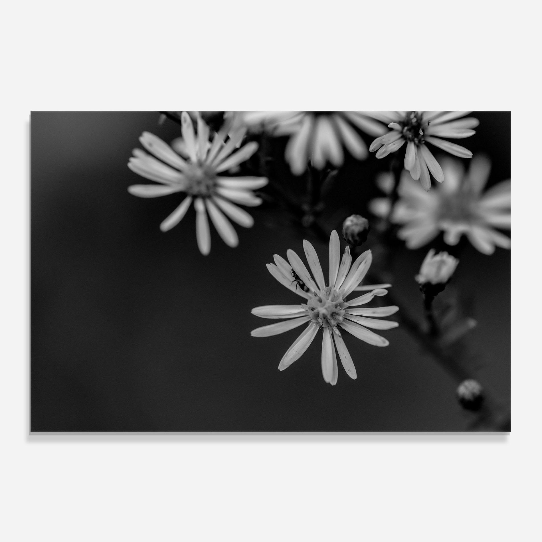 Küchenrückwand Glas Grey Small Daisy mockup 0