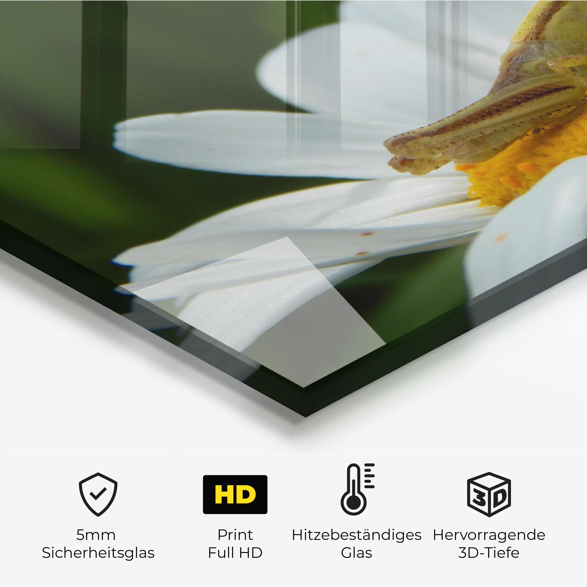 Küchenrückwand Glas Cricket On Daisy mockup 2