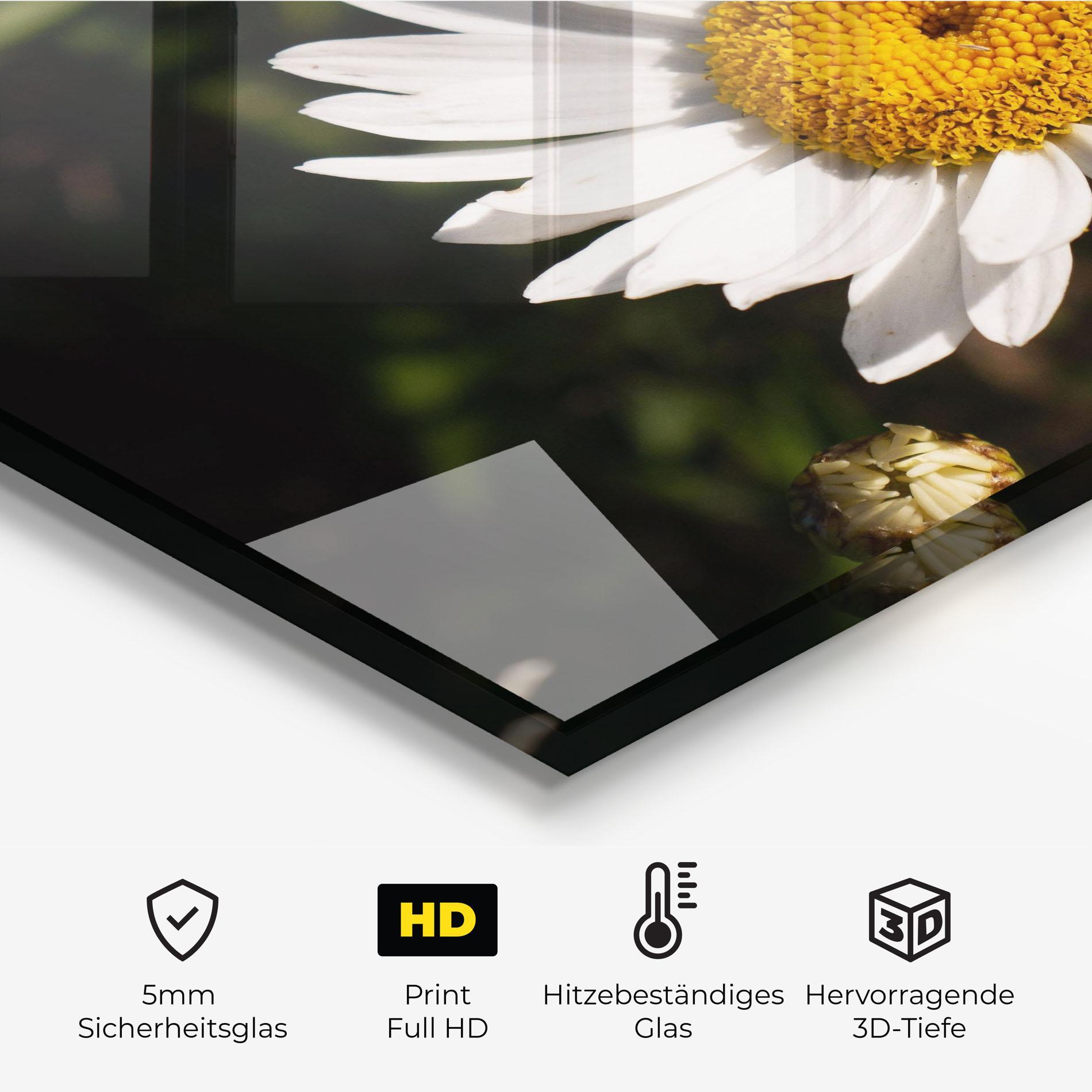 Küchenrückwand Glas Daisy Enjoying The Sun mockup 2