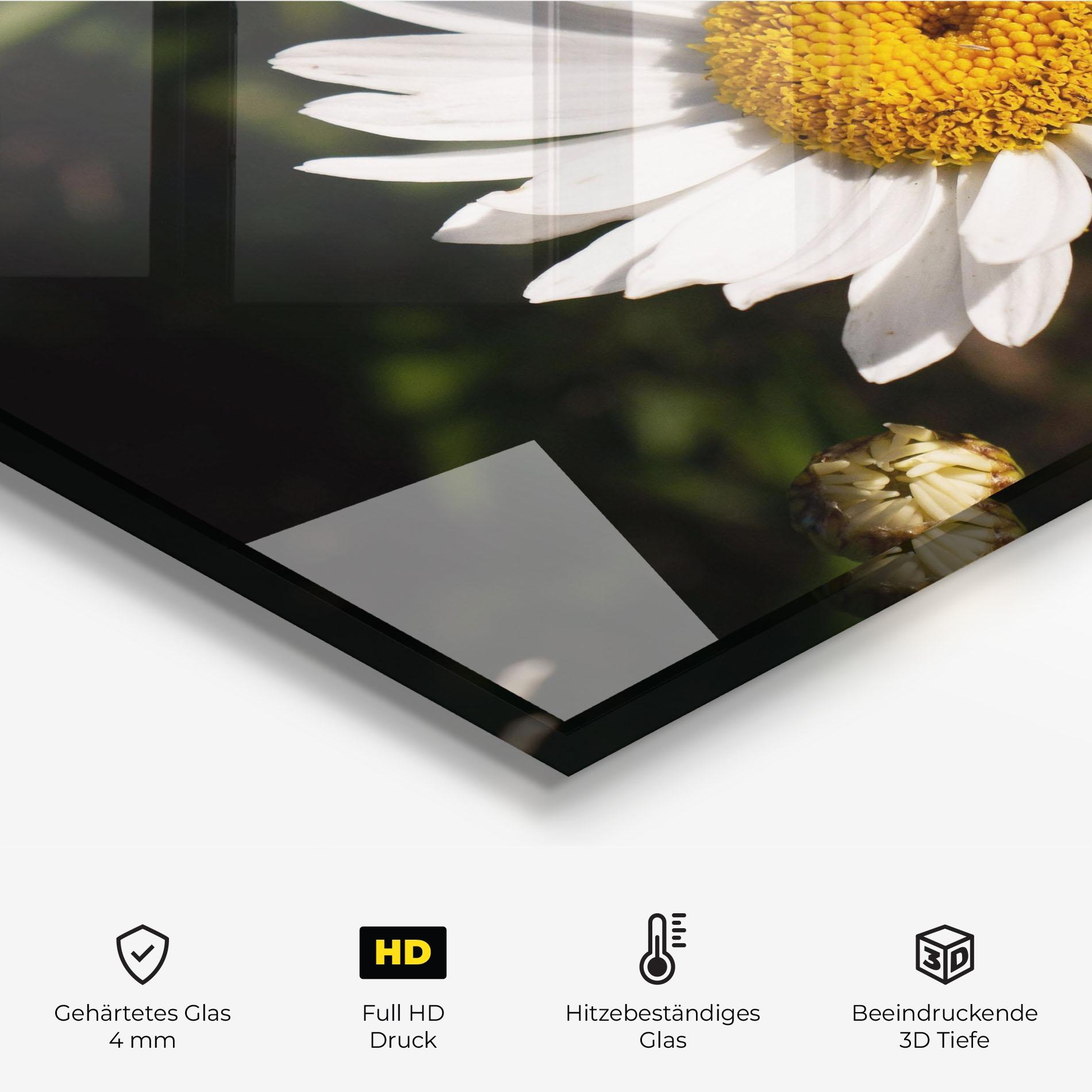 Küchenrückwand Glas Daisy Enjoying The Sun mockup 2