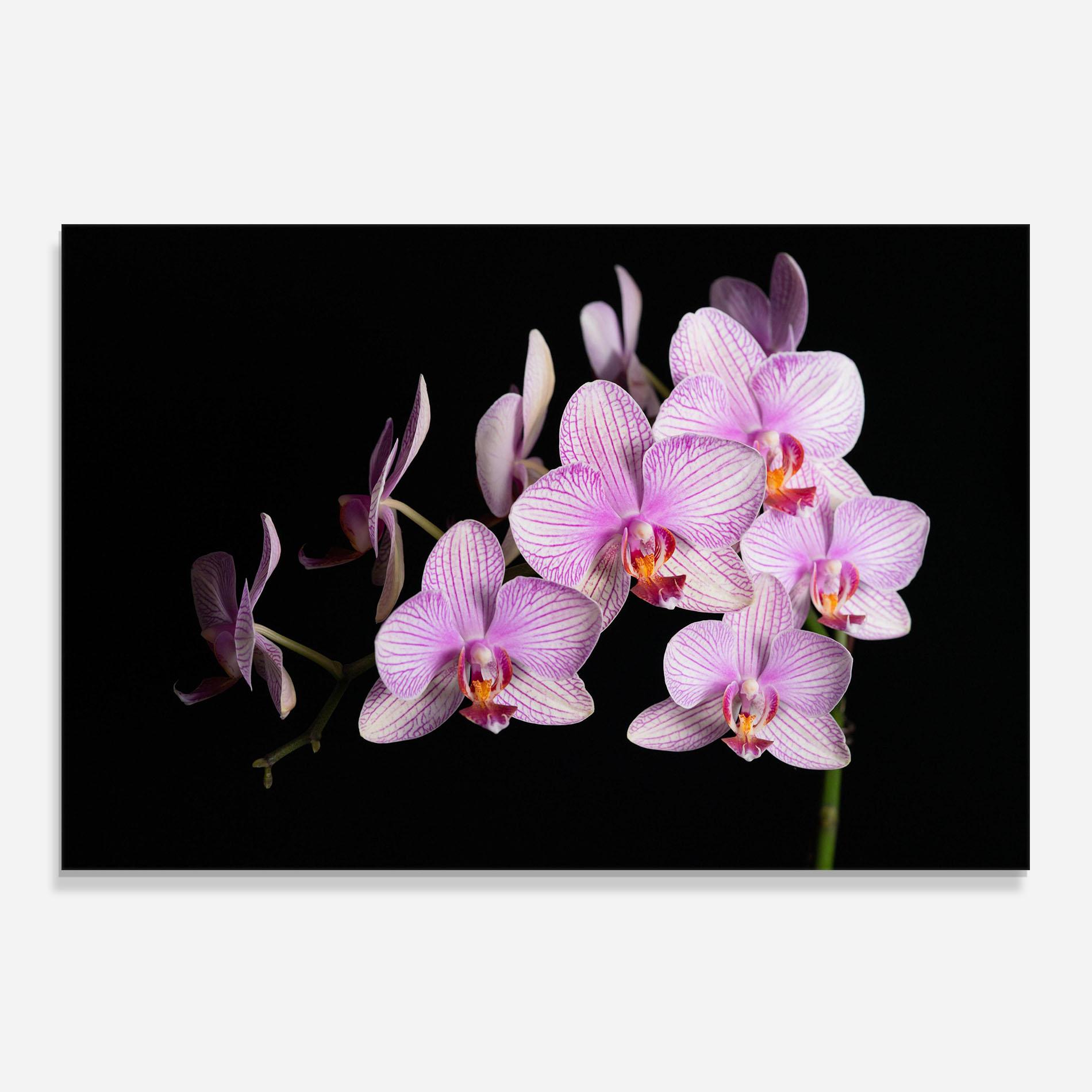 Küchenrückwand Glas Beautiful Orchids On Black mockup 0