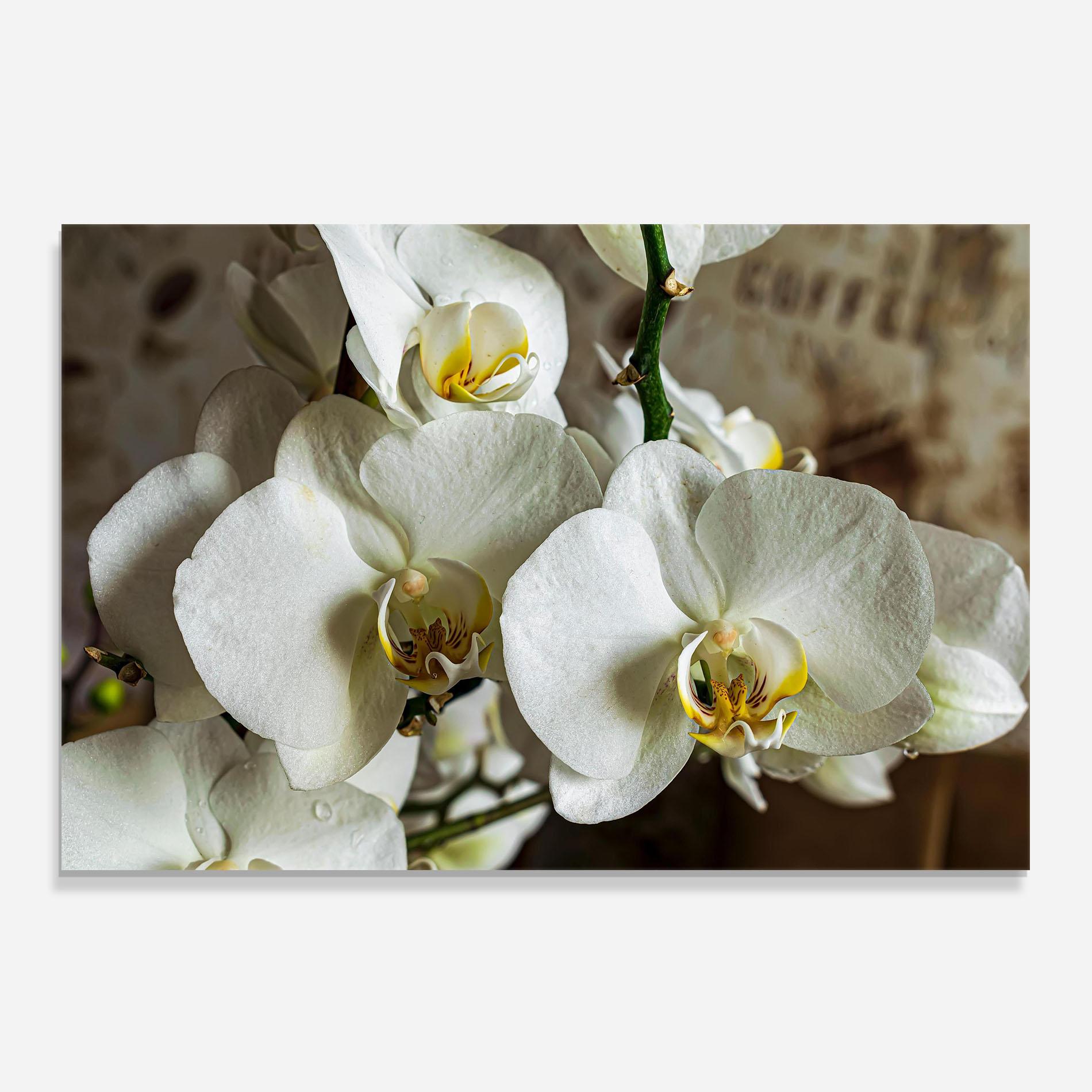 Küchenrückwand Glas Beautiful White Orchids mockup 0