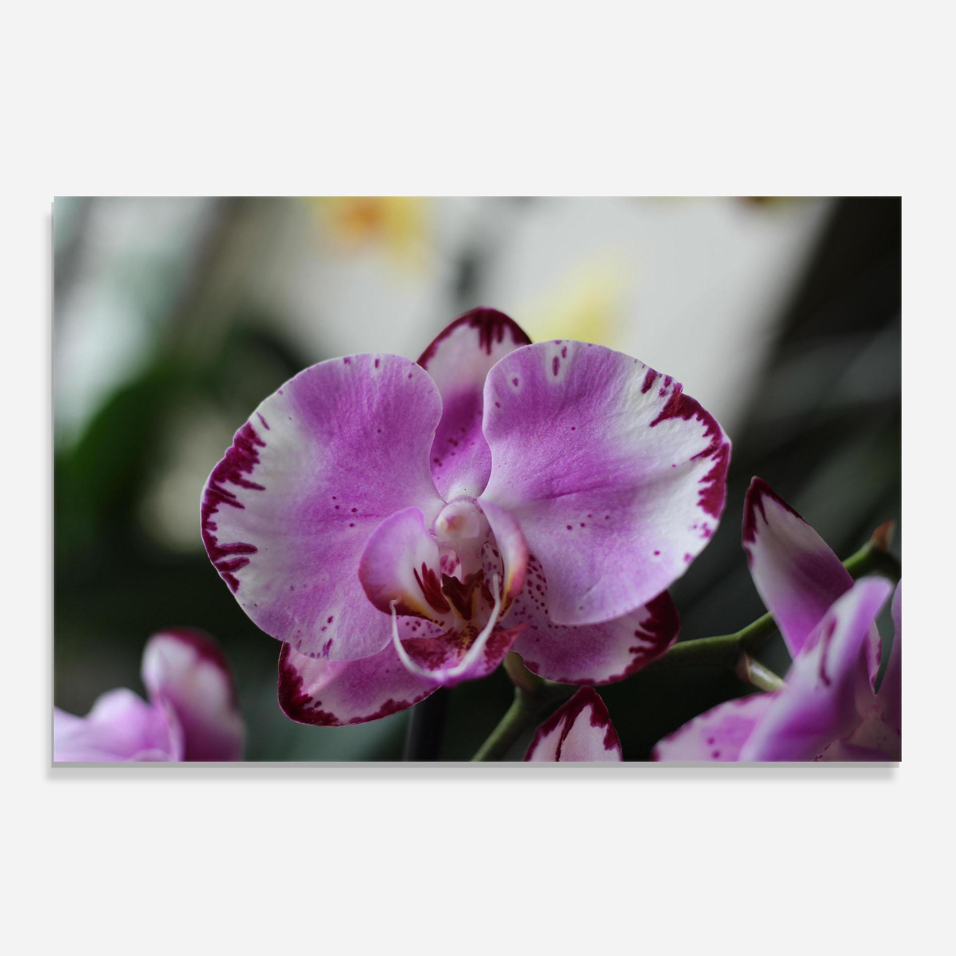 Küchenrückwand Glas Dark Purple Orchids In Nature mockup 0