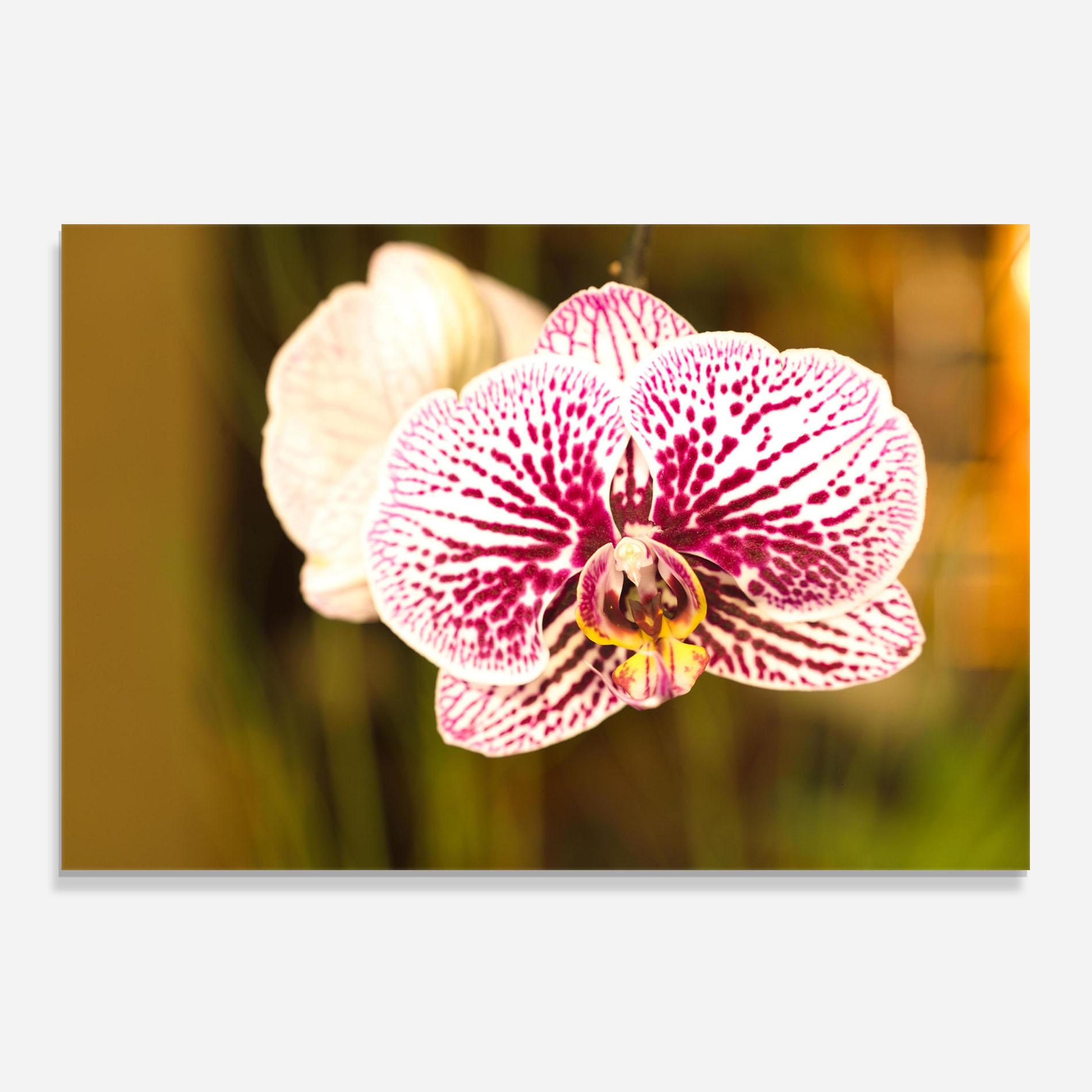 Küchenrückwand Glas Garden Orchids mockup 0