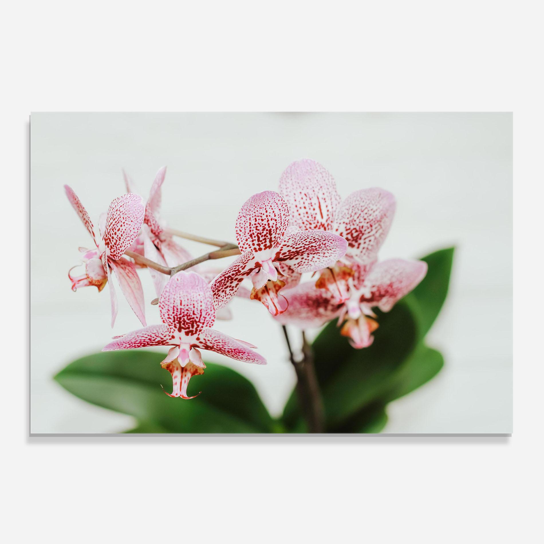 Küchenrückwand Glas Green Orchids mockup 0