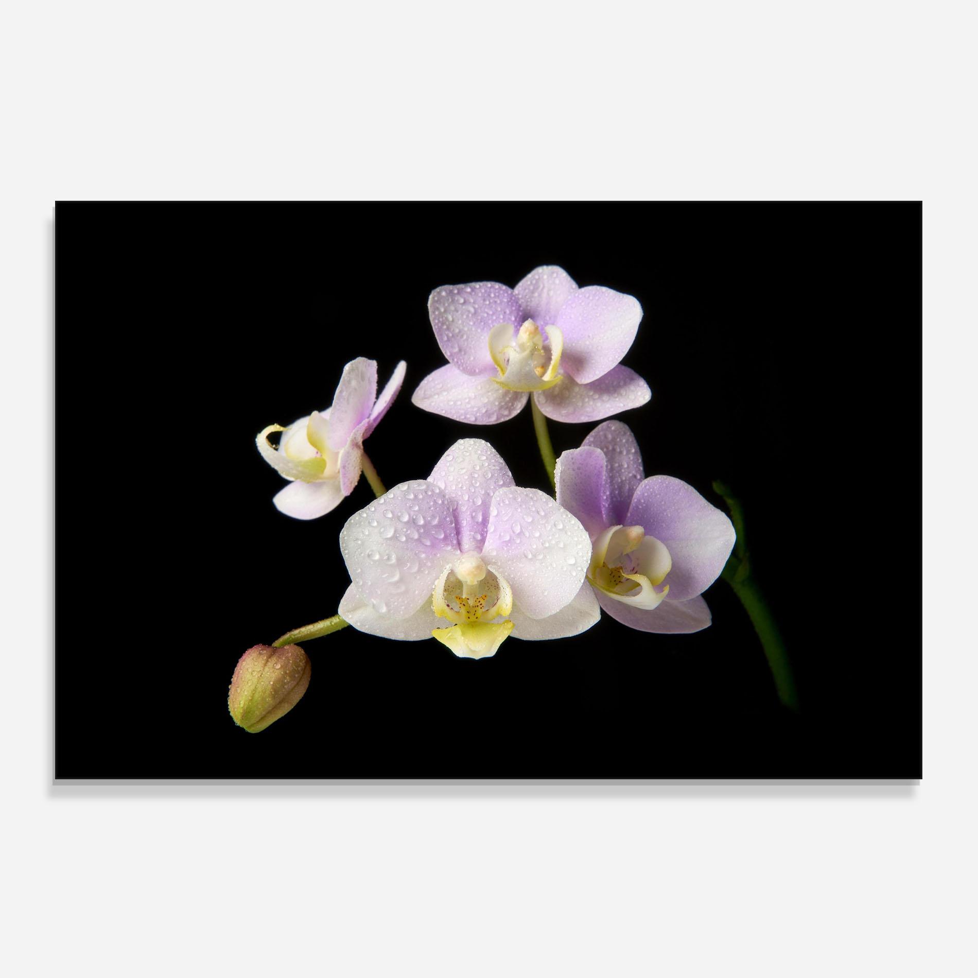 Küchenrückwand Glas Light Purple Orchid On Black mockup 0