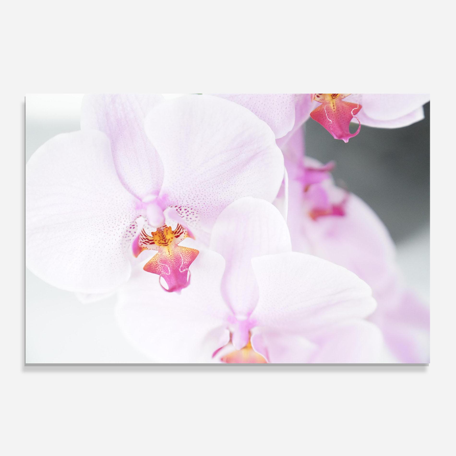 Küchenrückwand Glas Light Purple Orchid mockup 0