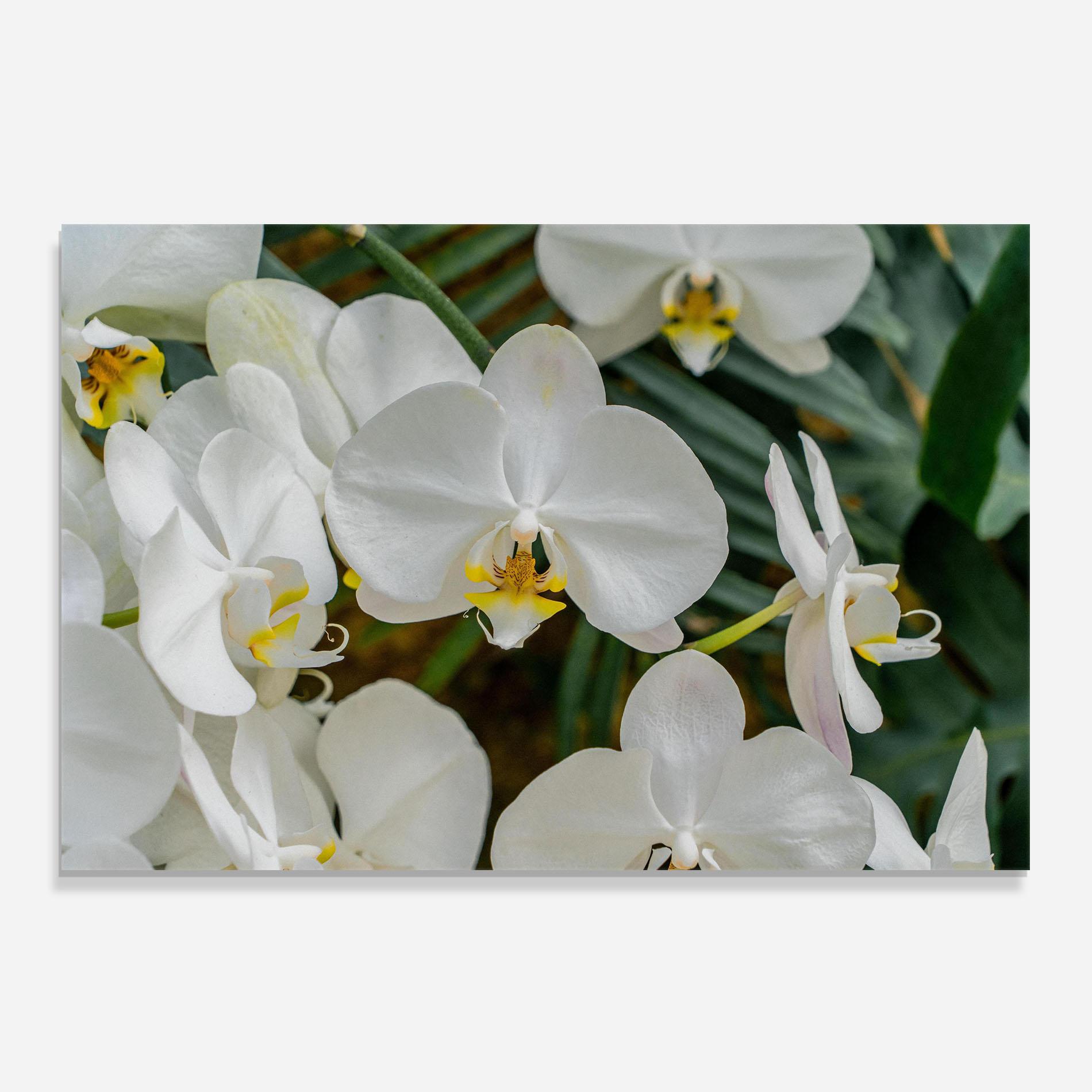 Küchenrückwand Glas Orchids In Nature mockup 0