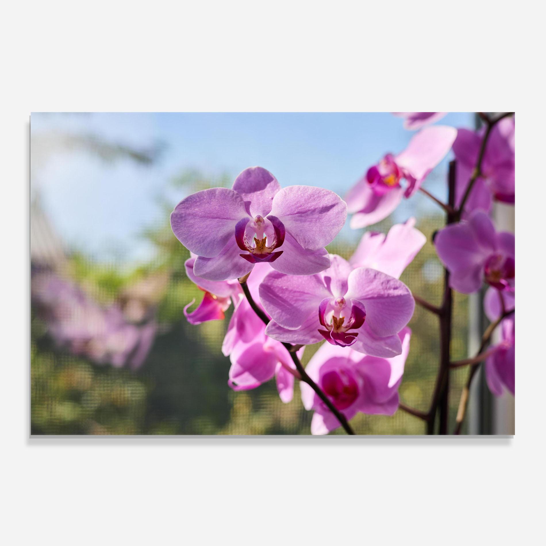 Küchenrückwand Glas Orchids In The Garden mockup 0