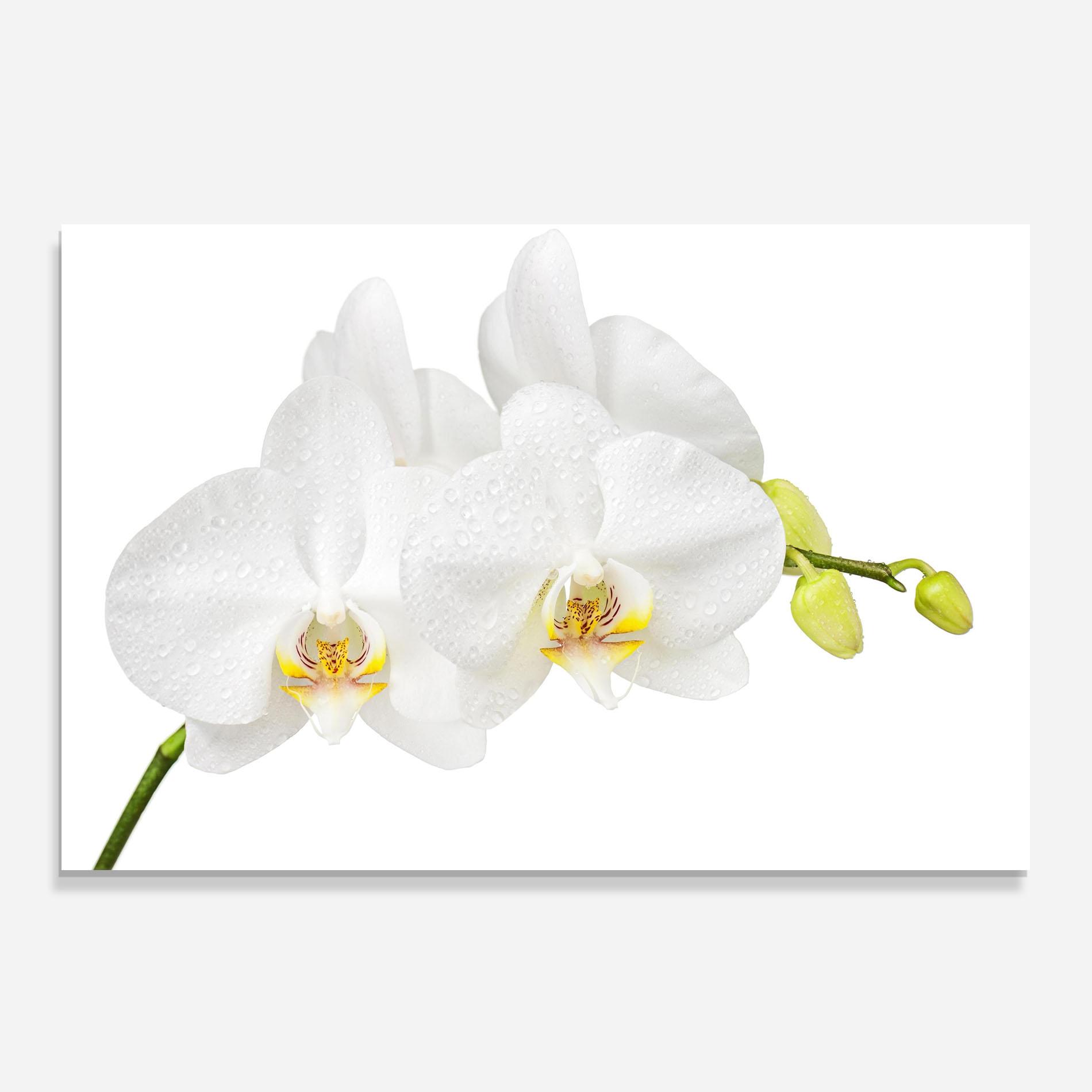Küchenrückwand Glas Orchids On White mockup 0