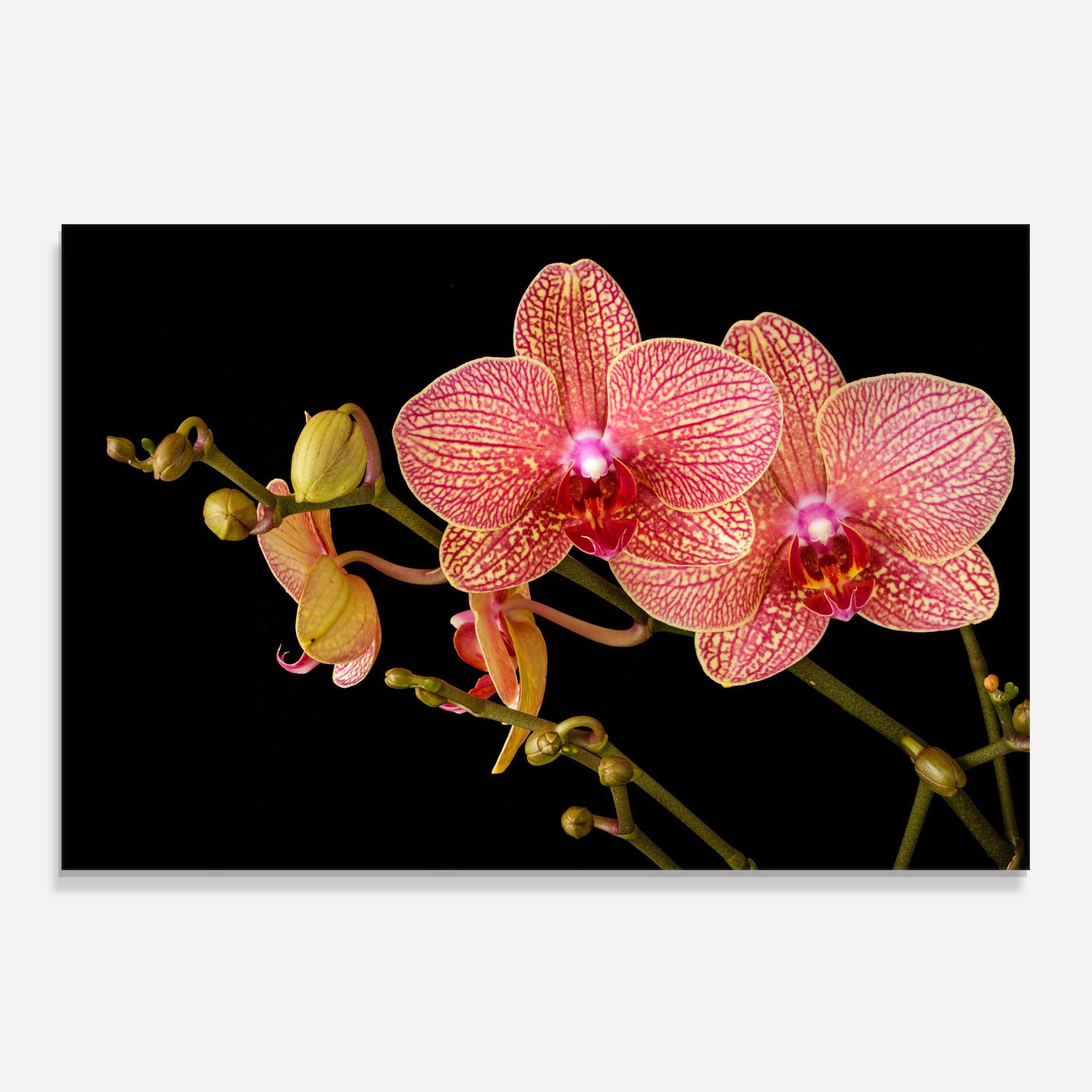 Küchenrückwand Glas Pink Orchids On Black mockup 0