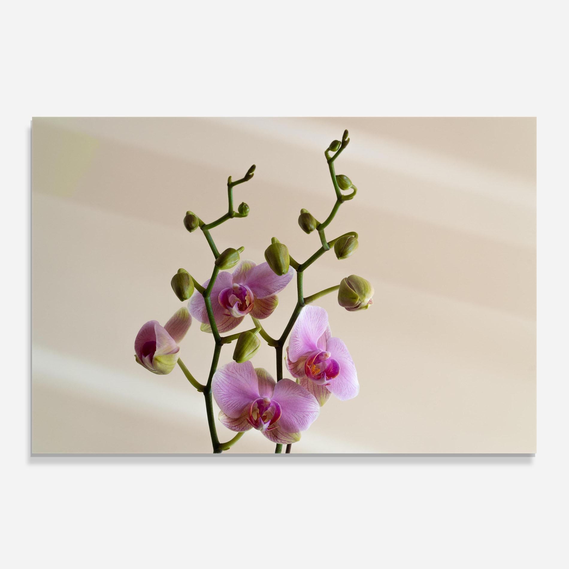Küchenrückwand Glas Purple Orchid On Cream mockup 0