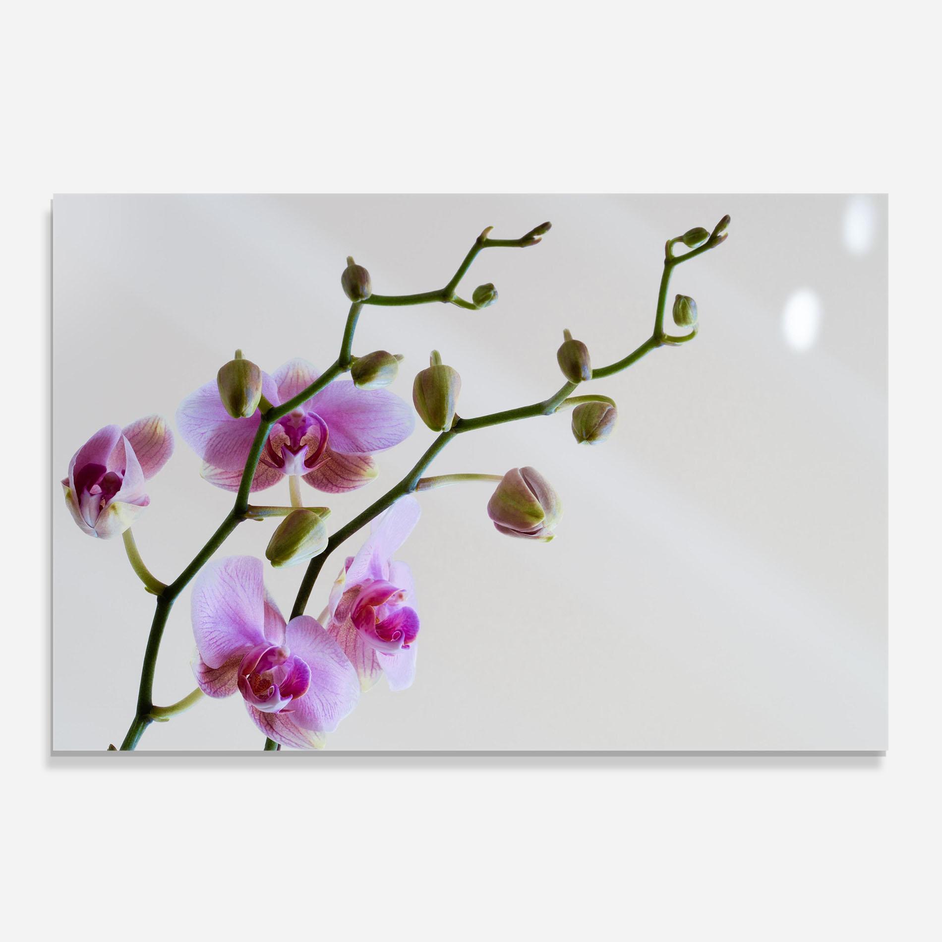 Küchenrückwand Glas Purple Orchid On Grey mockup 0