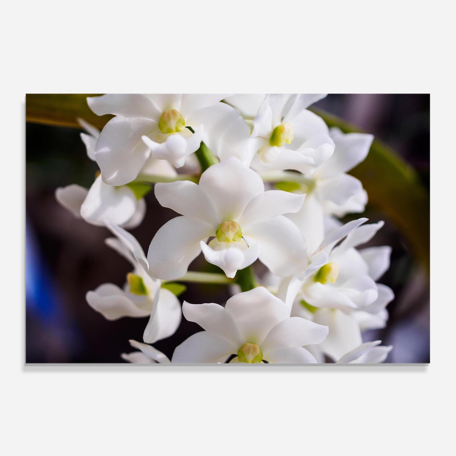 Küchenrückwand Glas Small White Orchids mockup 0