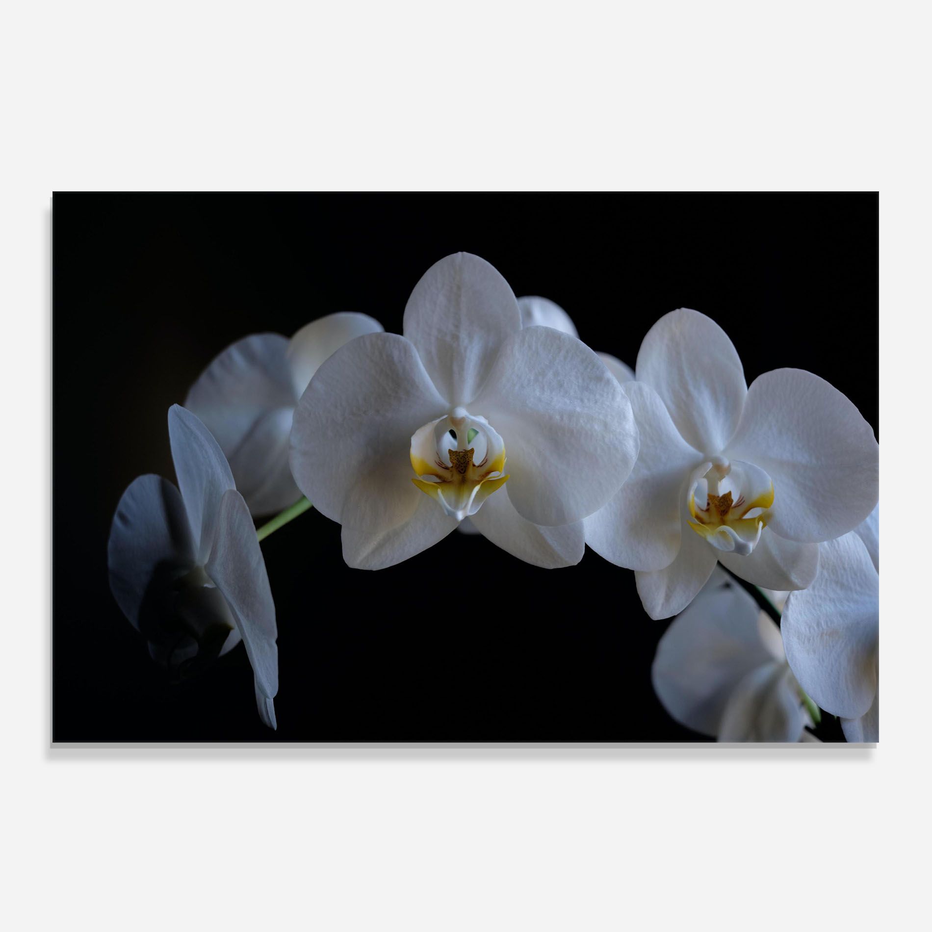 White Ochid In Shadow mockup 0