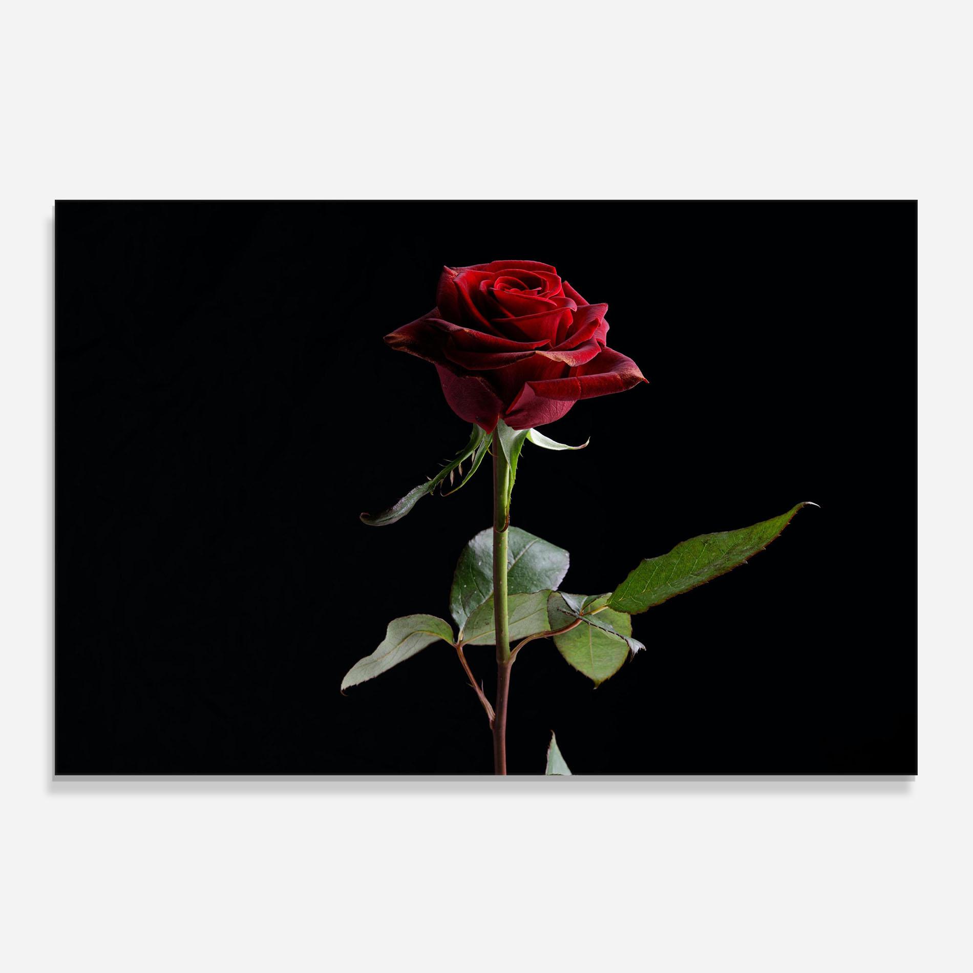 Küchenrückwand Glas Beautiful Red Rose mockup 0