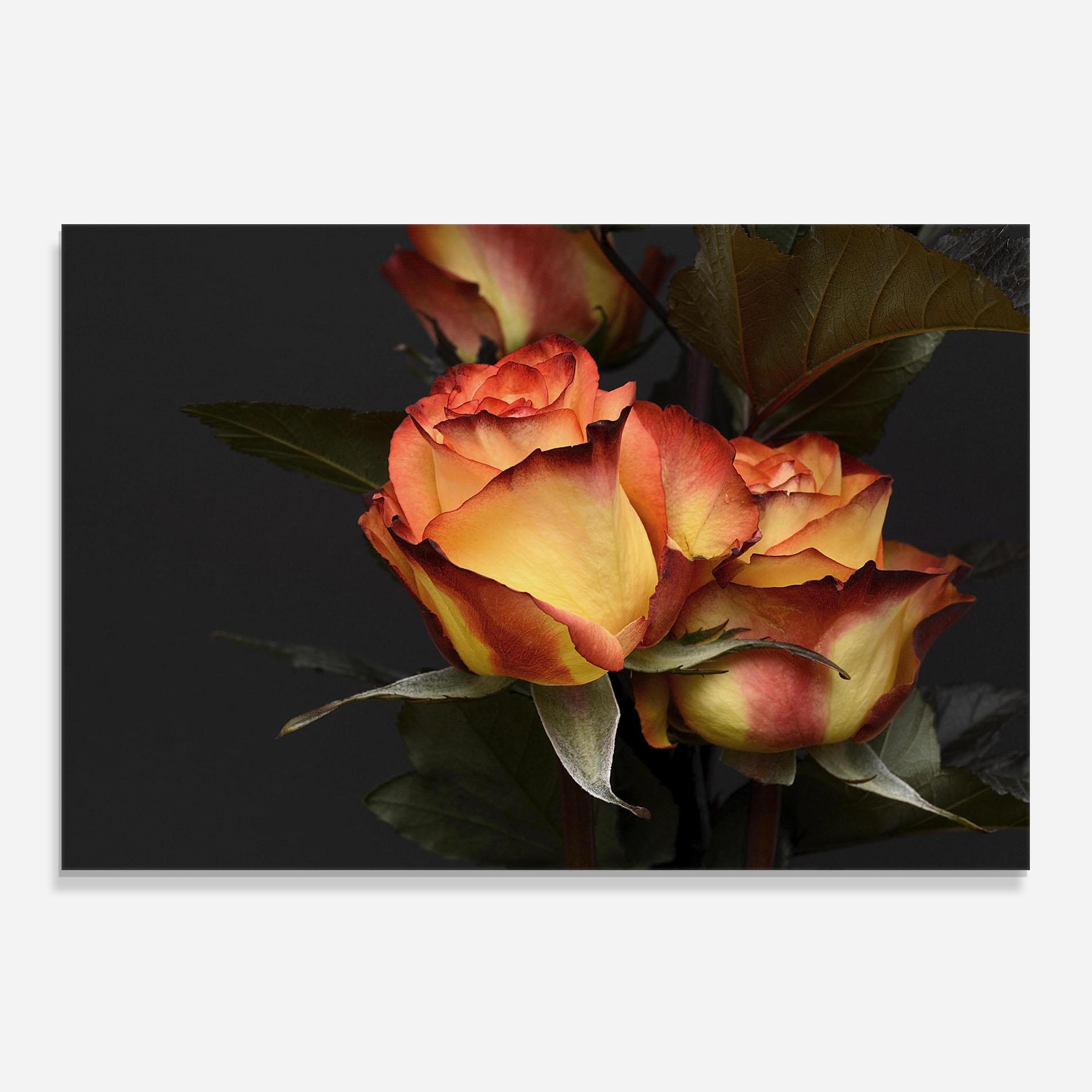 Küchenrückwand Glas Orange Rose mockup 0