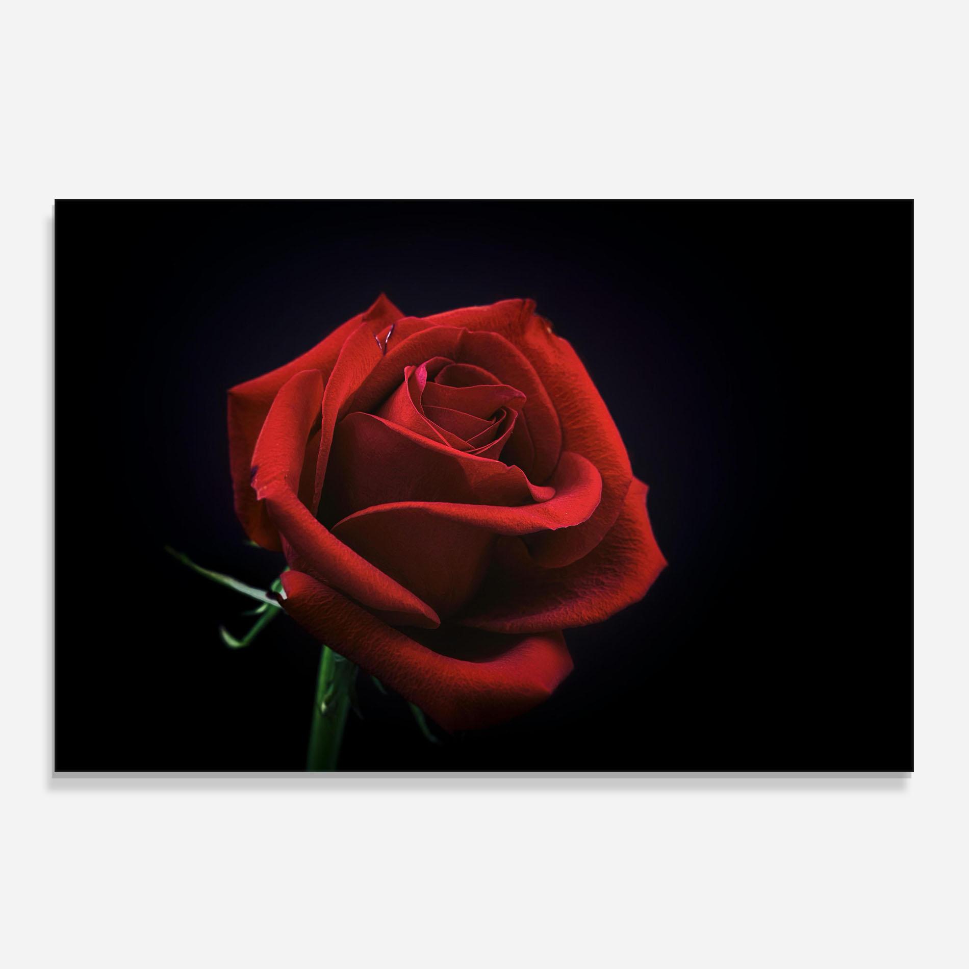 Küchenrückwand Glas Red Rose Close Up mockup 0