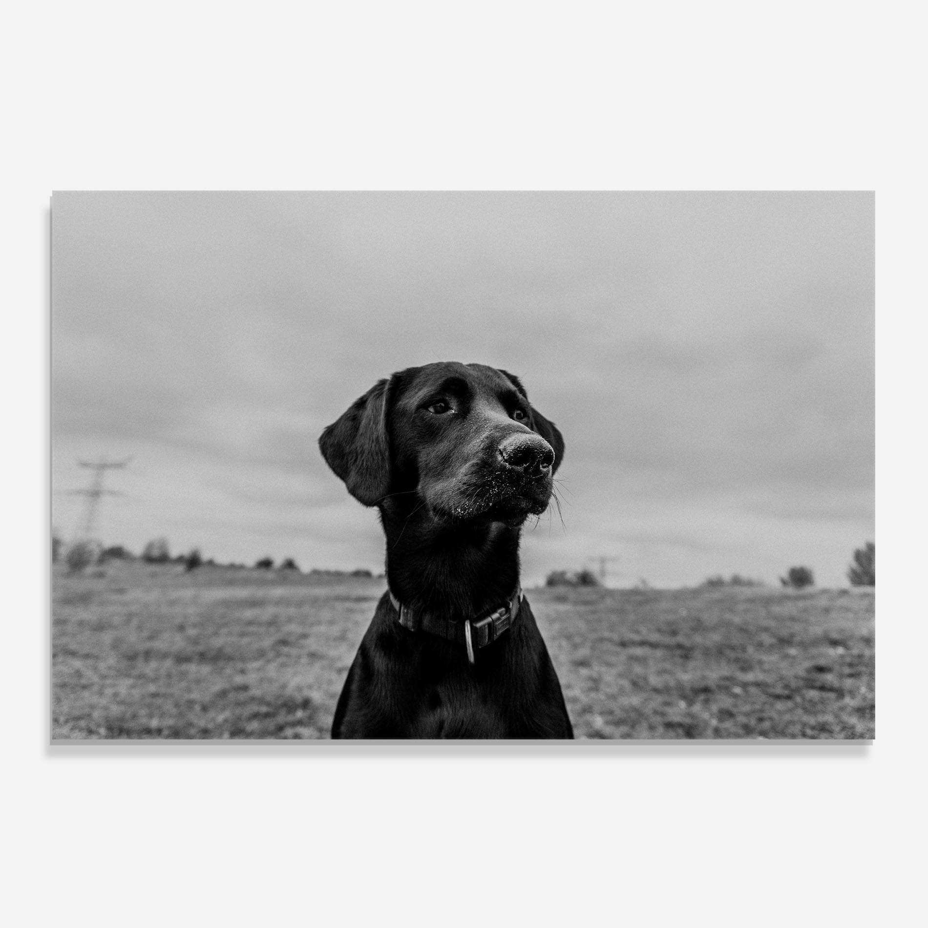 Küchenrückwand Glas Black Dog mockup 0