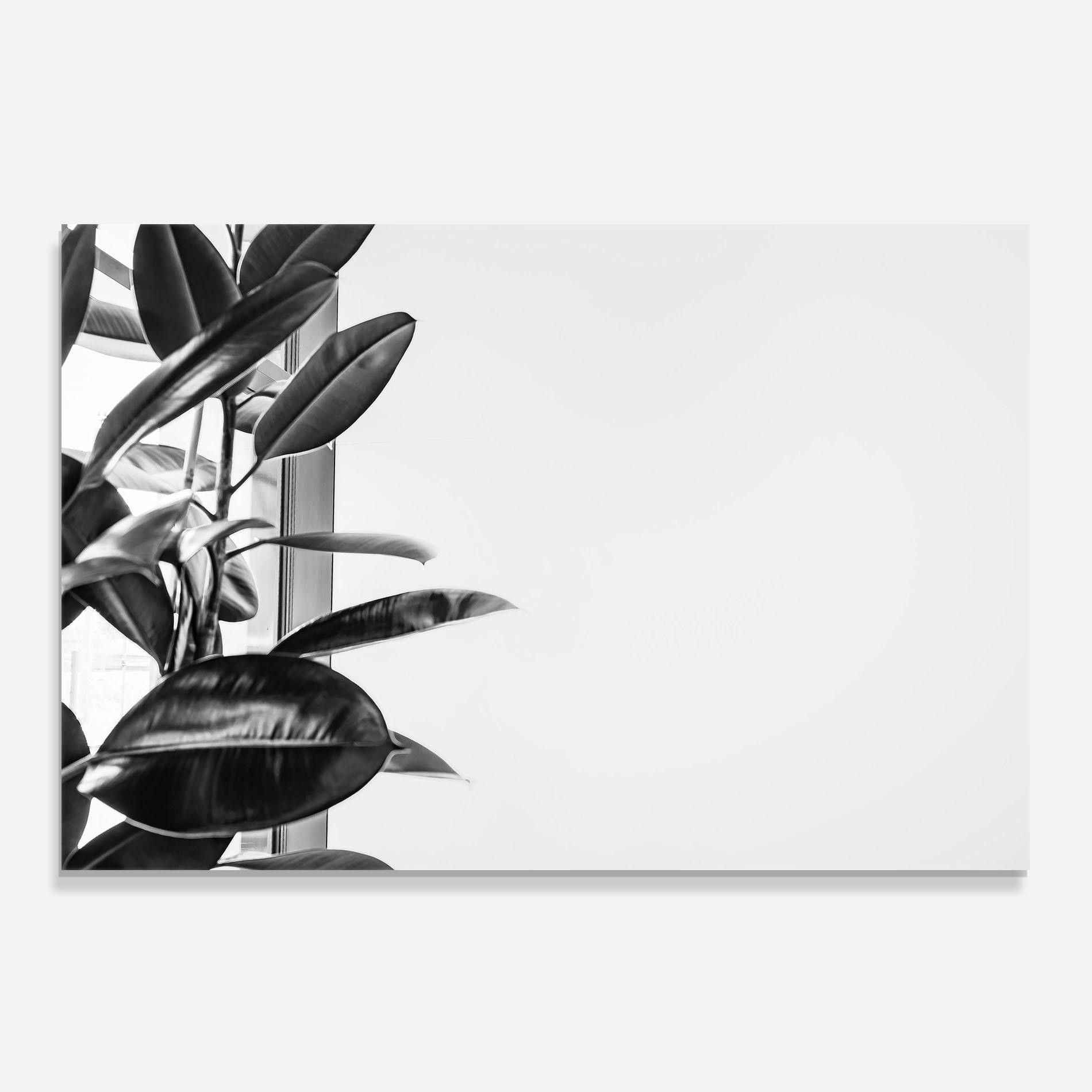 Küchenrückwand Glas Grey Plant mockup 0