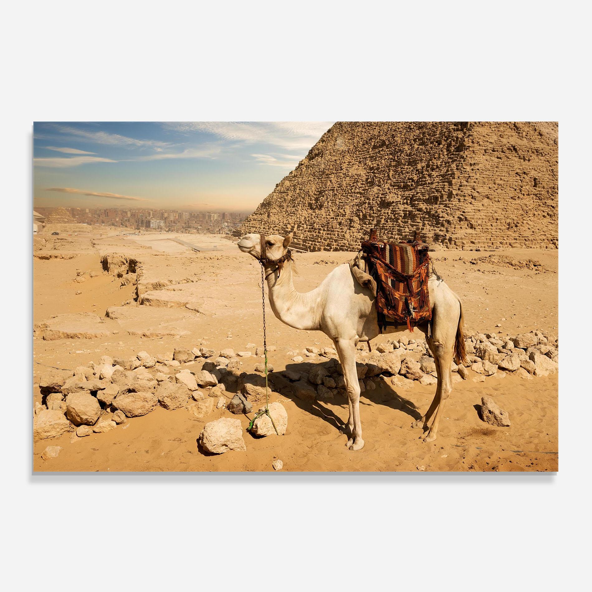 Küchenrückwand Glas Camel Near Ruins mockup 0