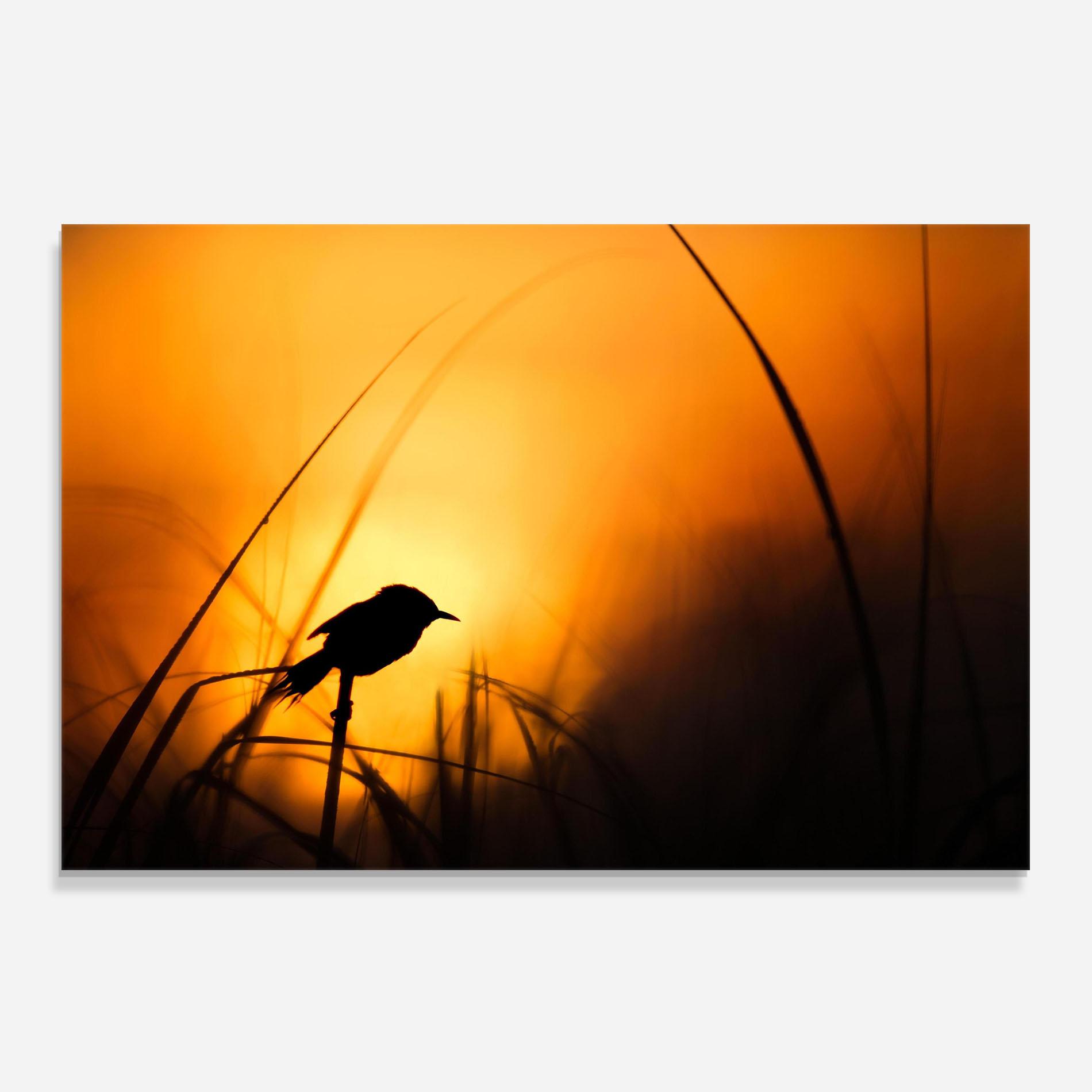 Küchenrückwand Glas Small Bird Sunset mockup 0