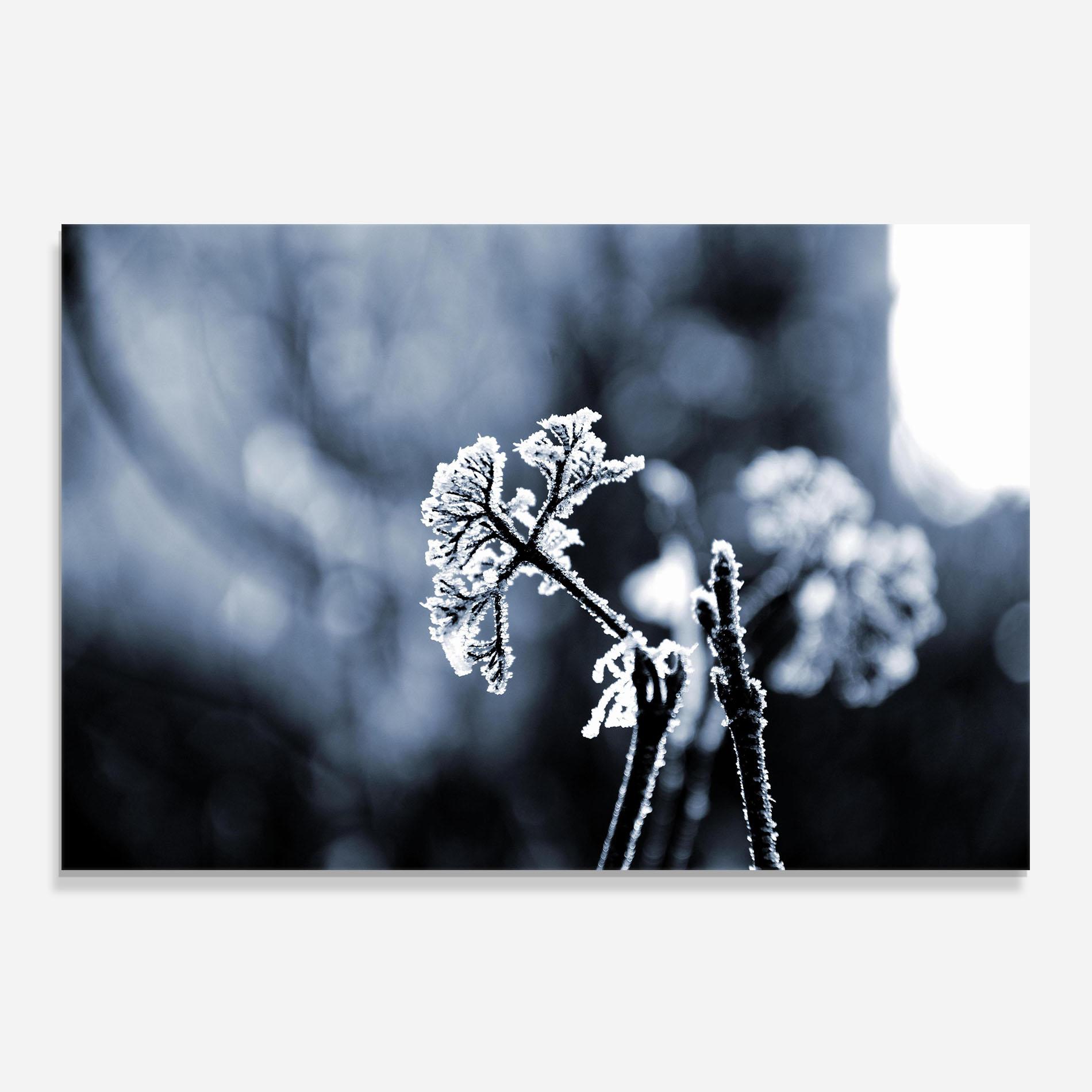 Küchenrückwand Glas Winter Plant mockup 0