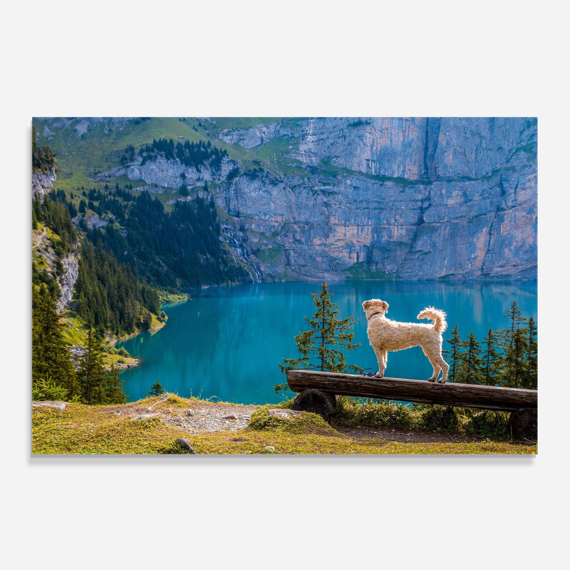 Küchenrückwand Glas Dog mockup 0