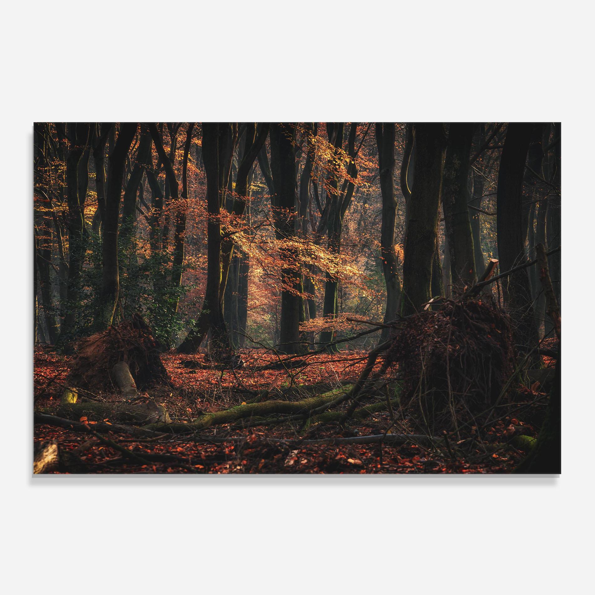 Küchenrückwand Glas Autumn Forest Trees mockup 0