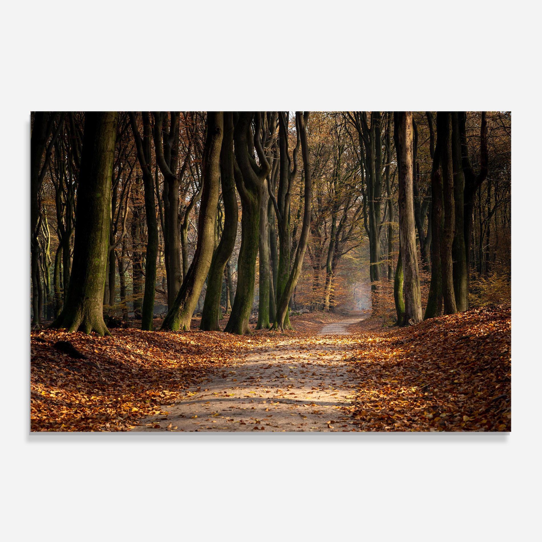 Küchenrückwand Glas Autumn Path Forest mockup 0