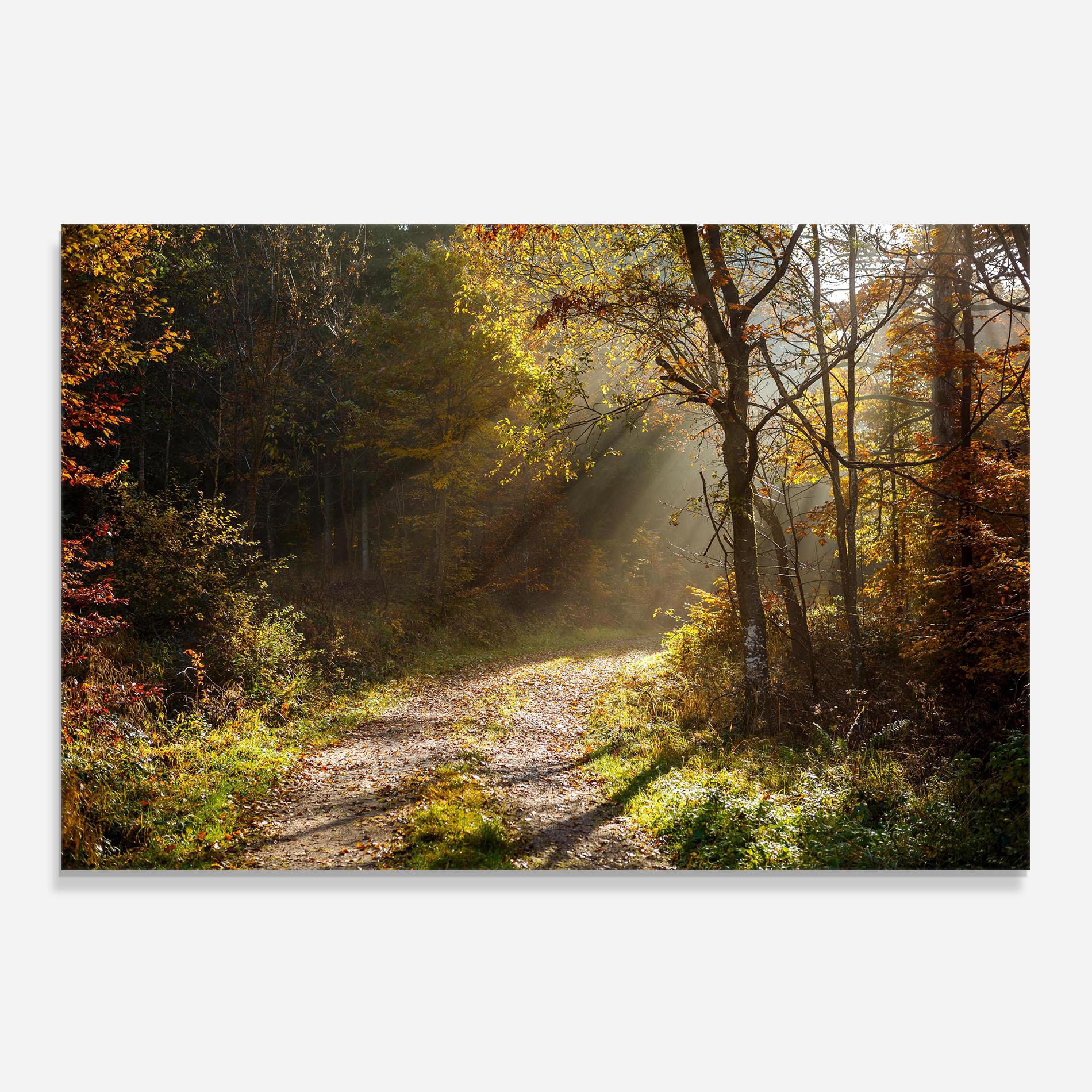 Küchenrückwand Glas Autumn Trees Sun mockup 0