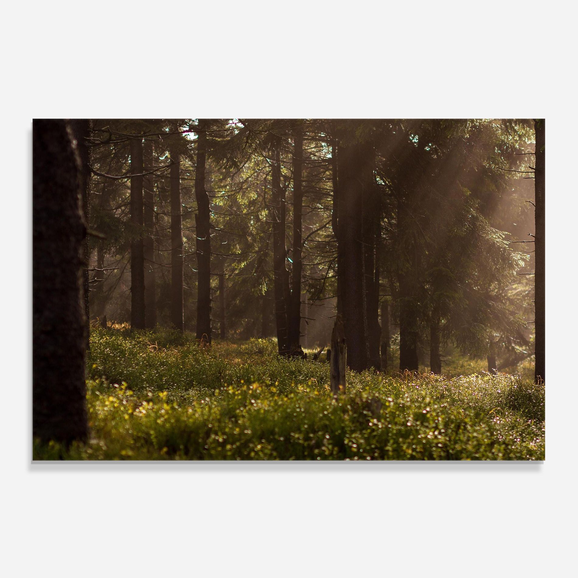 Daylight Forest mockup 0