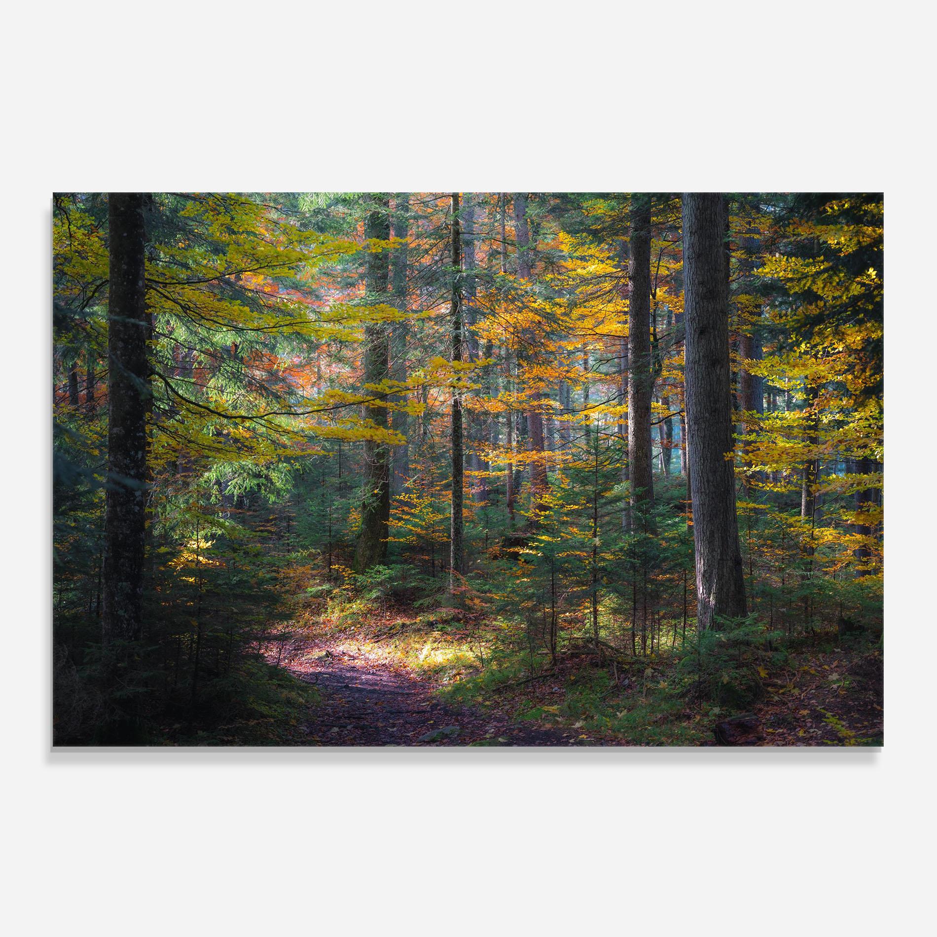 Küchenrückwand Glas Dreamy Path Dorest mockup 0