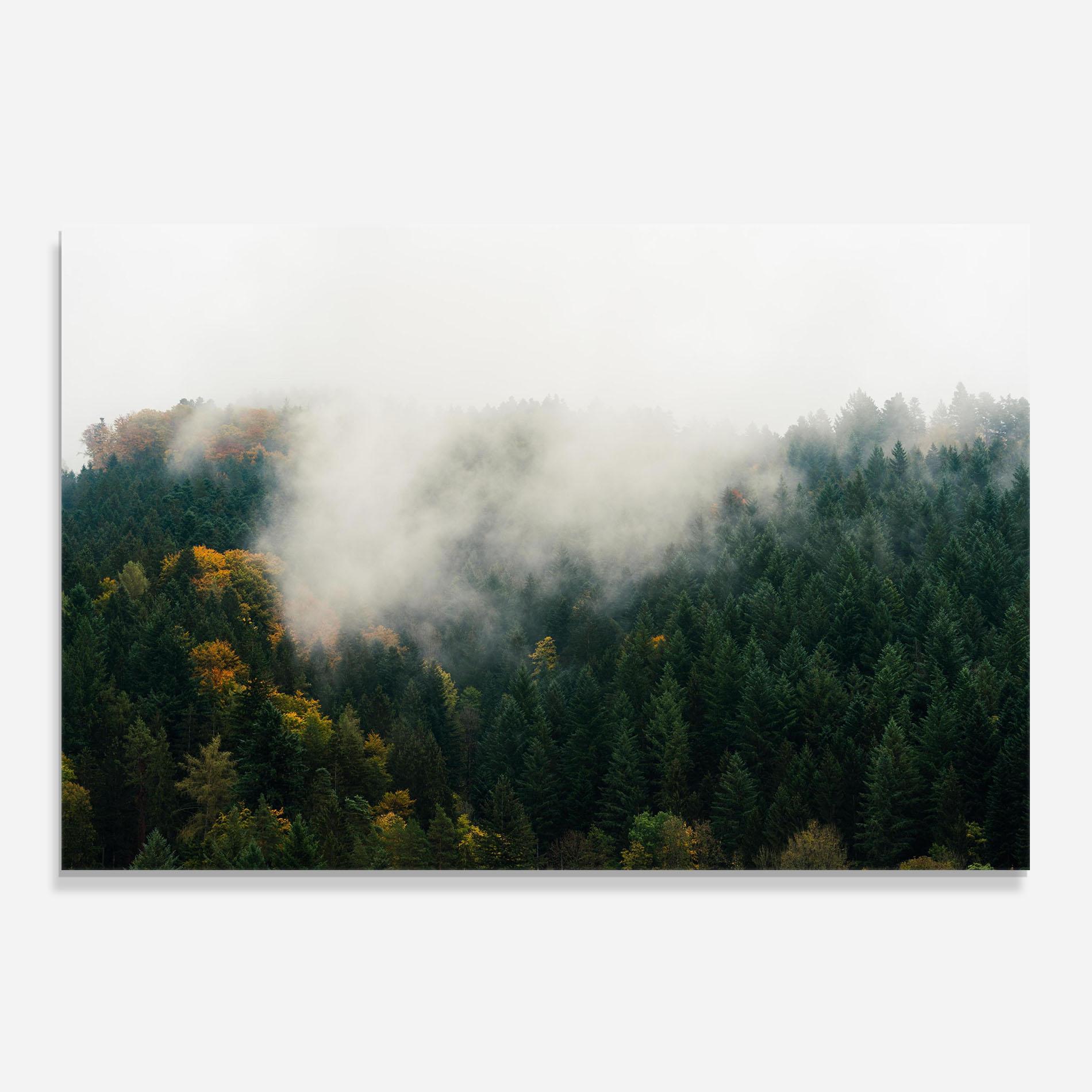 Küchenrückwand Glas Foggy Tree Forest mockup 0